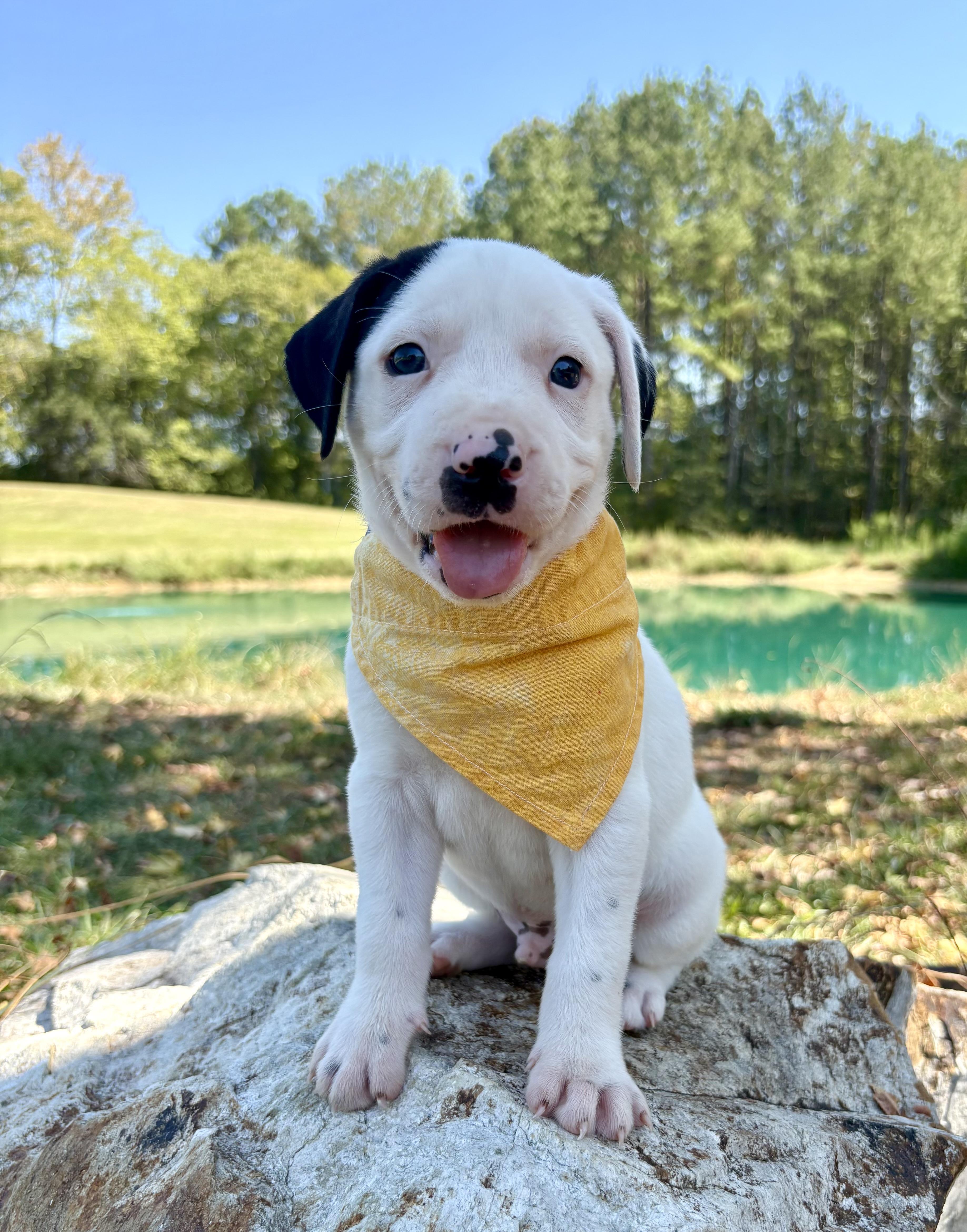 Enlarge Yahtzee, a Adoptable mixed breed in Pittsboro, NC image 2/4
