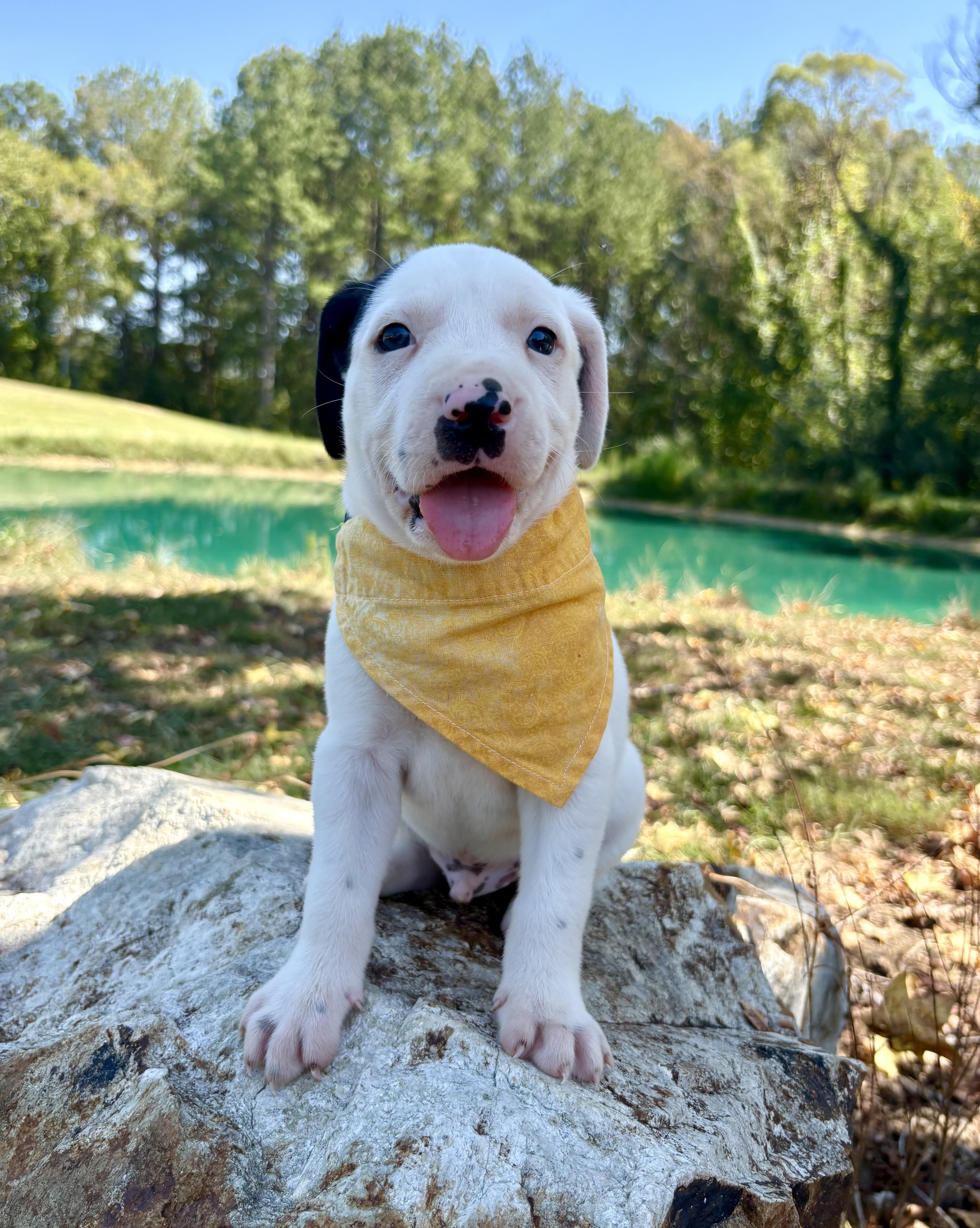 Enlarge Yahtzee, a Adoptable mixed breed in Pittsboro, NC image 4/4