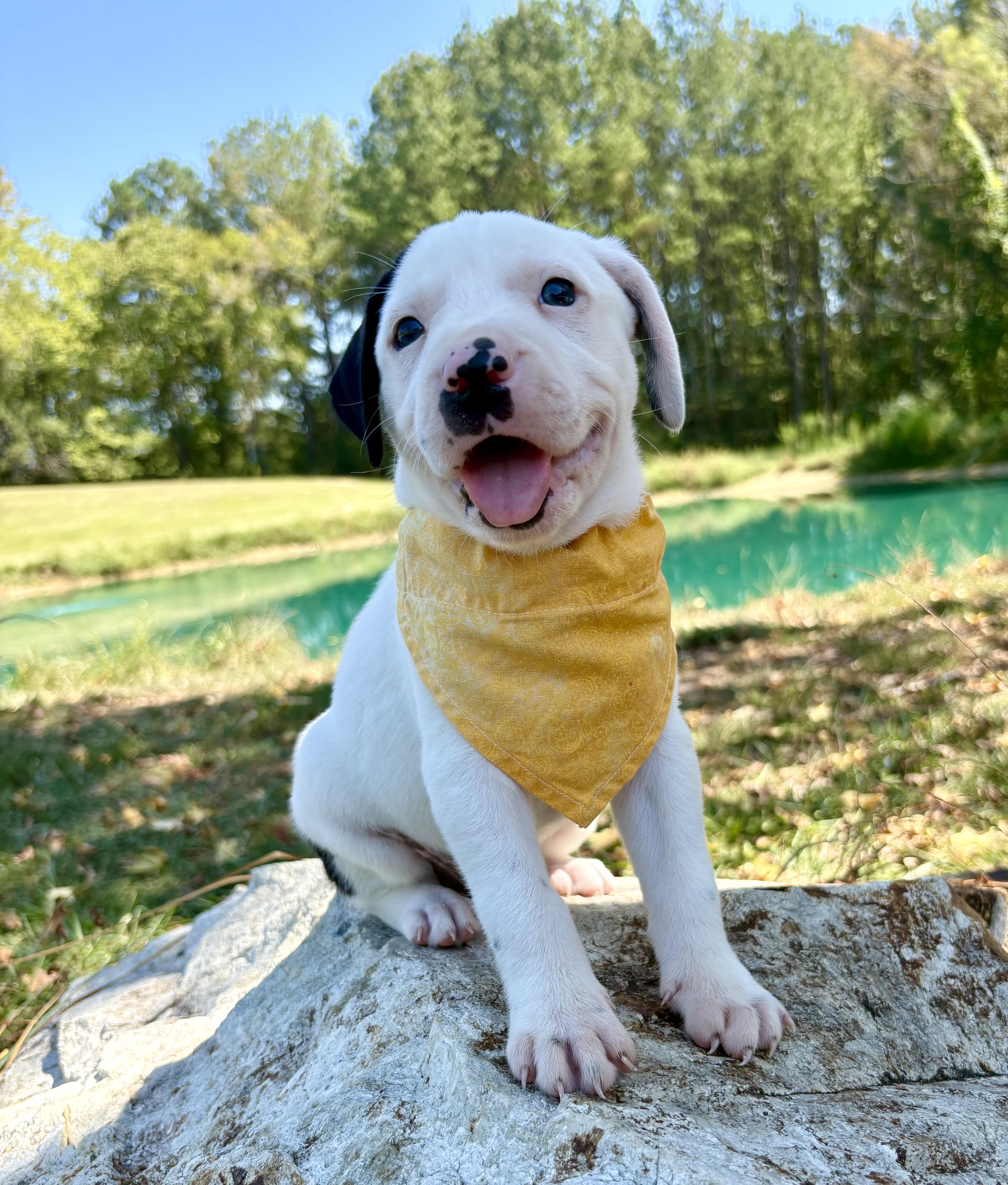 Enlarge Yahtzee, a Adoptable mixed breed in Pittsboro, NC image 1/4