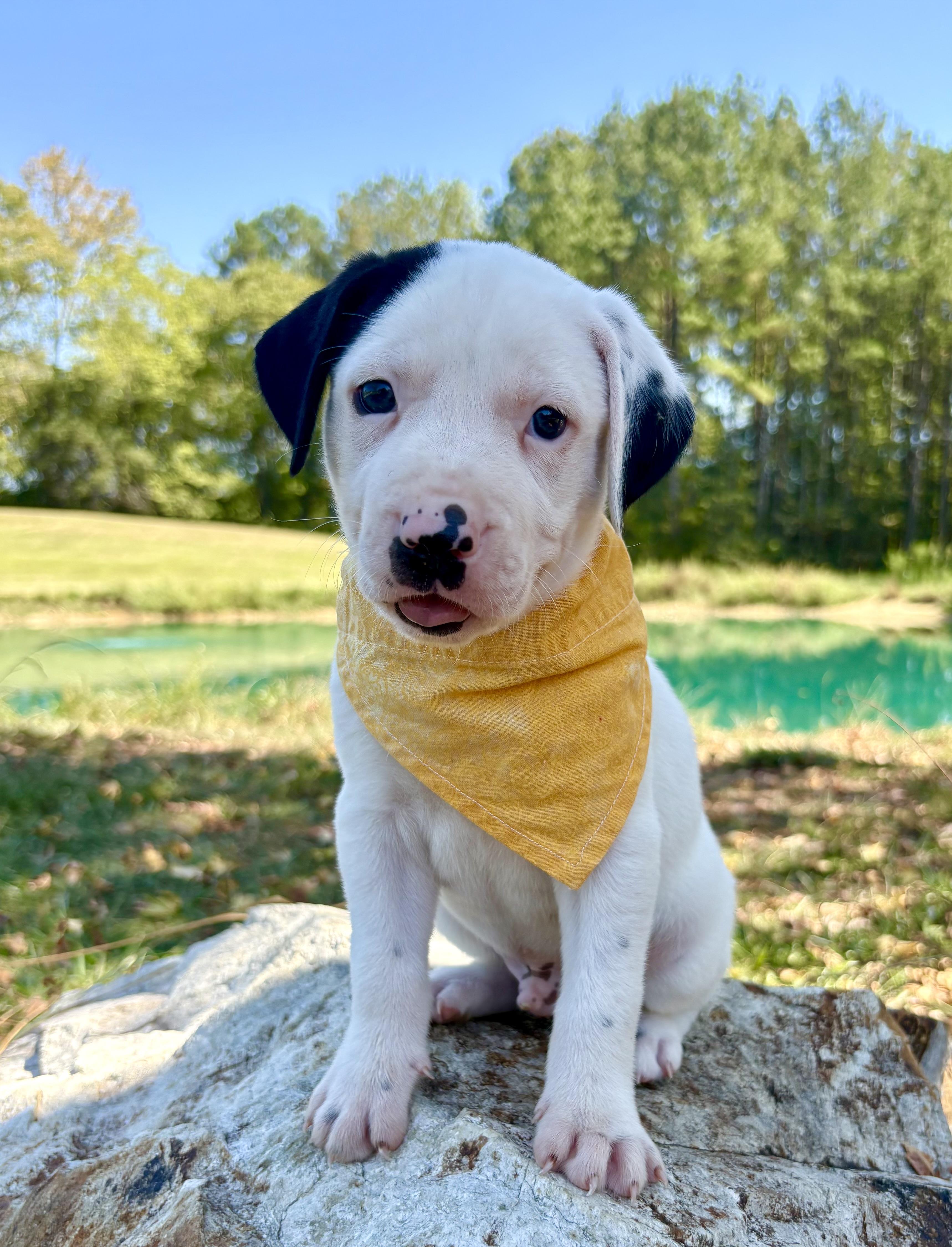 Enlarge Yahtzee, a Adoptable mixed breed in Pittsboro, NC image 3/4