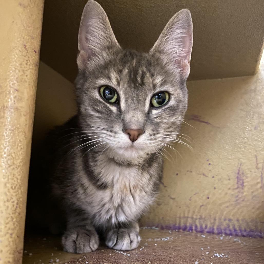 Frost, Adoptable, Adult Female Domestic Short Hair.