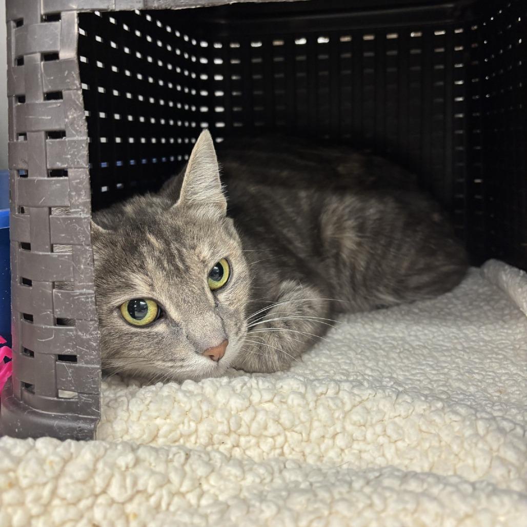 Enlarge Frost, a Adoptable Domestic Short Hair in Spokane, WA image 2/4