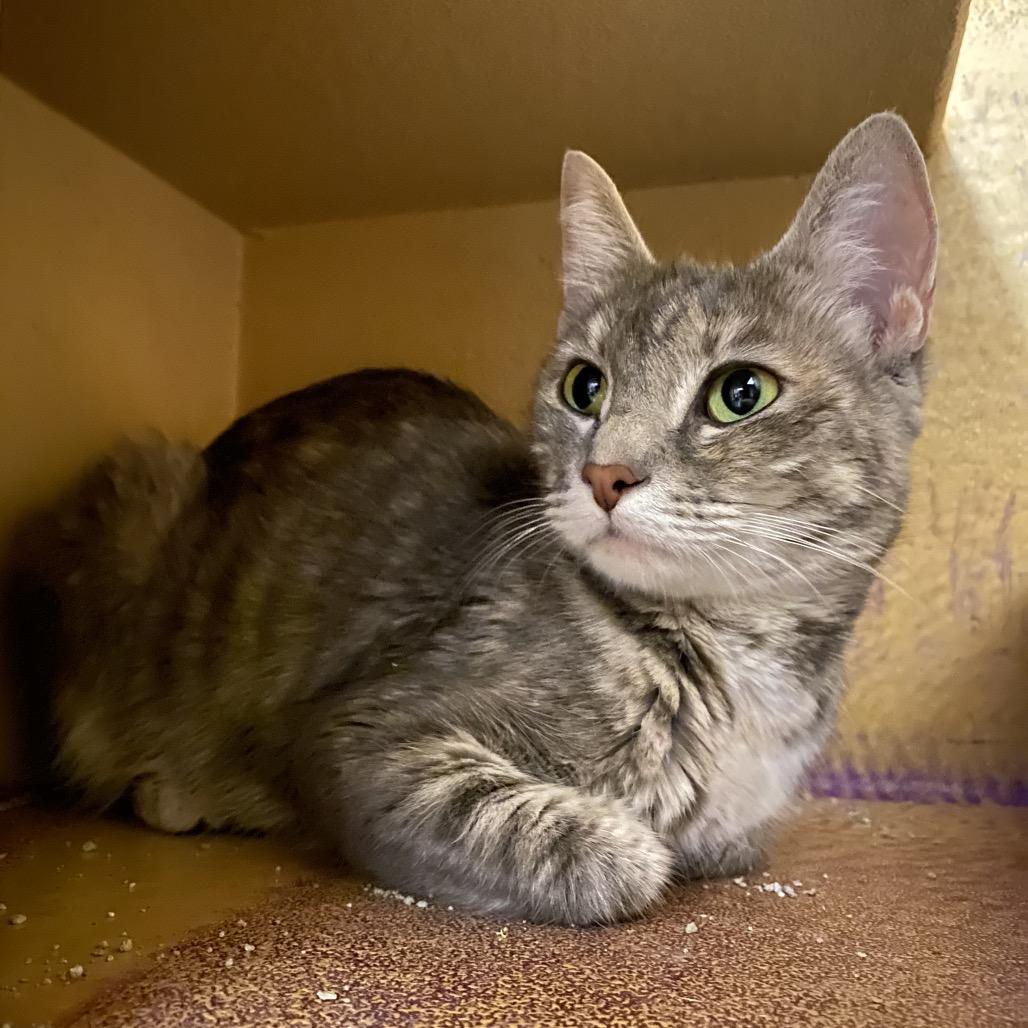 Enlarge Frost, a Adoptable Domestic Short Hair in Spokane, WA image 3/4