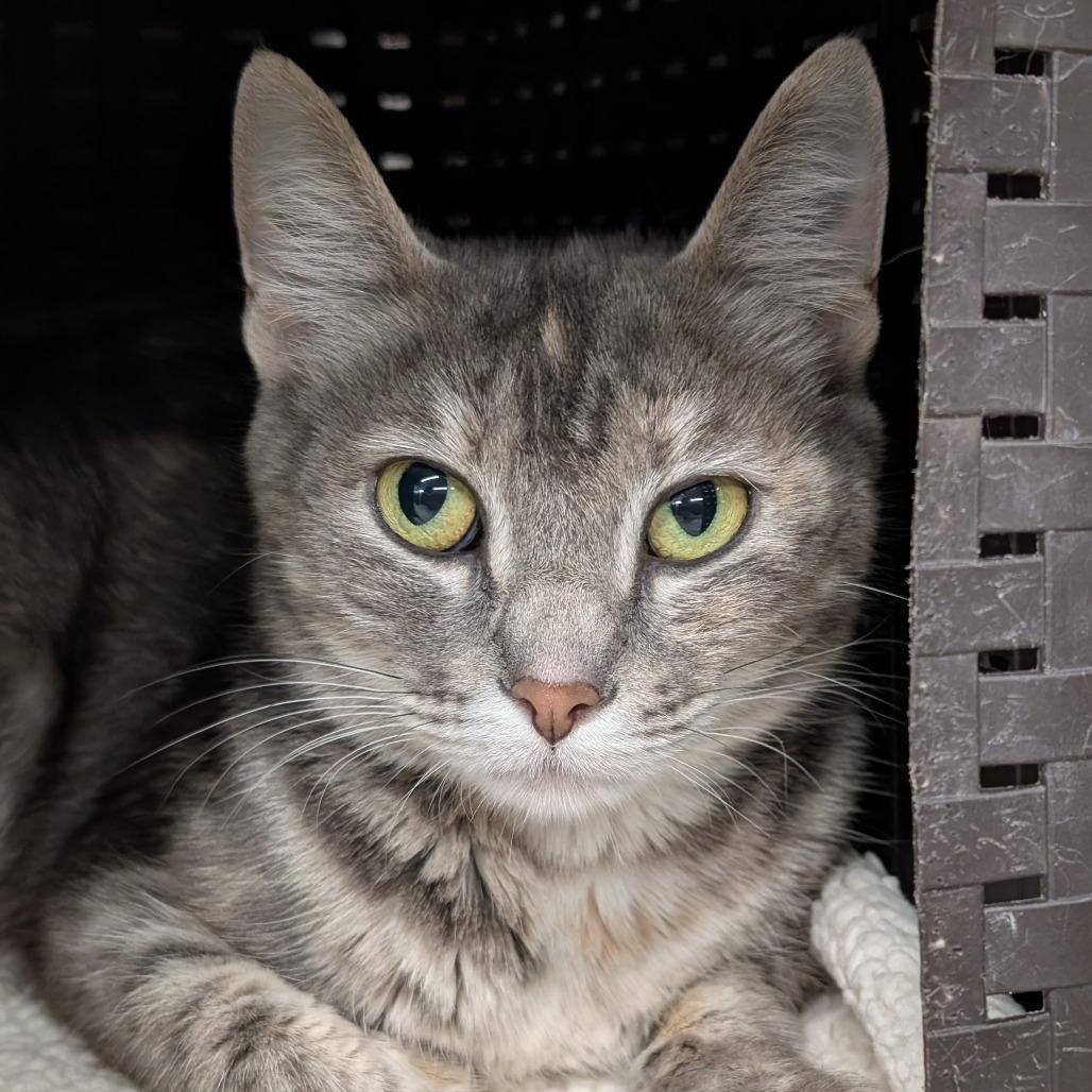 Enlarge Frost, a Adoptable Domestic Short Hair in Spokane, WA image 4/4