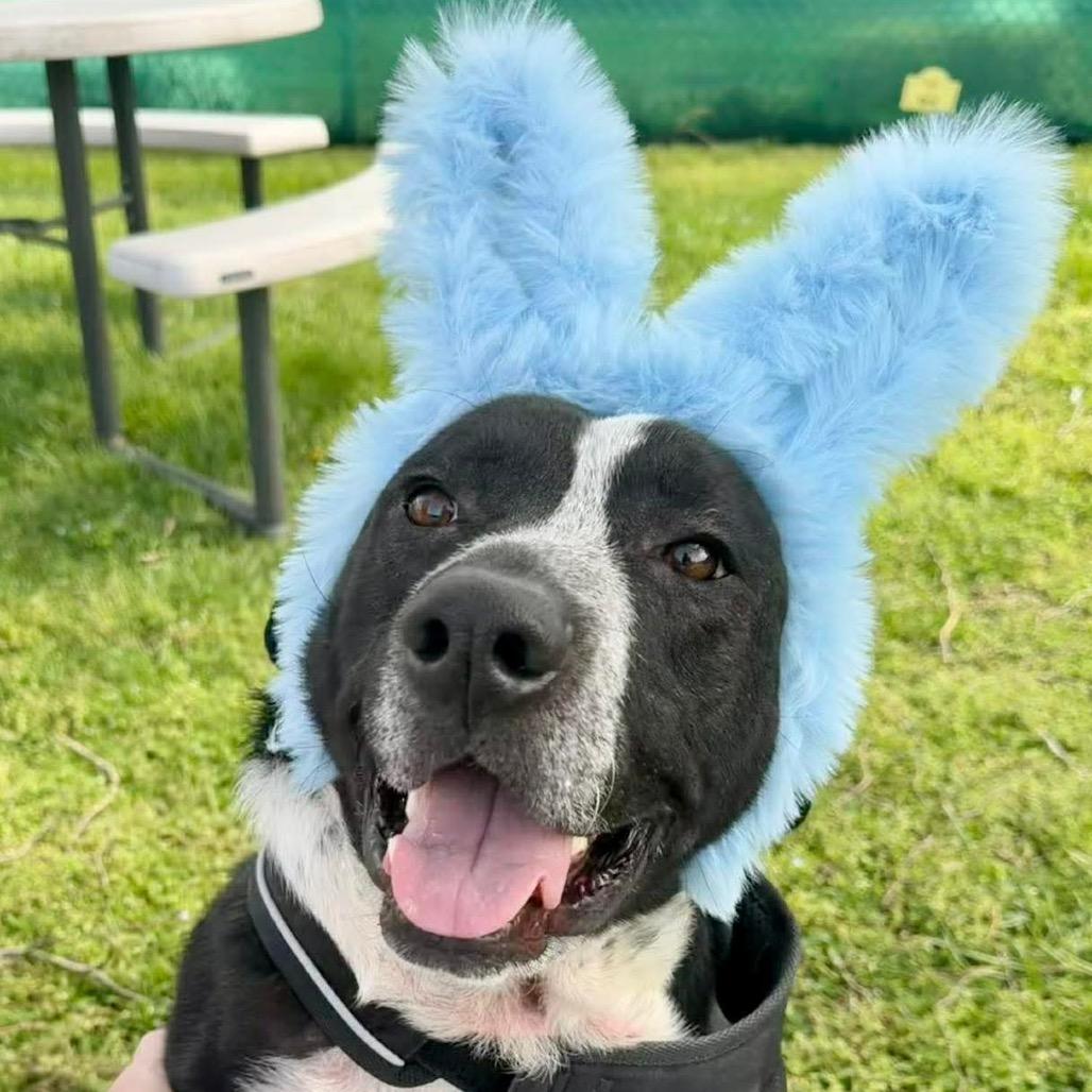 Enlarge Smokey, a Adoptable mixed breed in Caryville, TN image 1/5