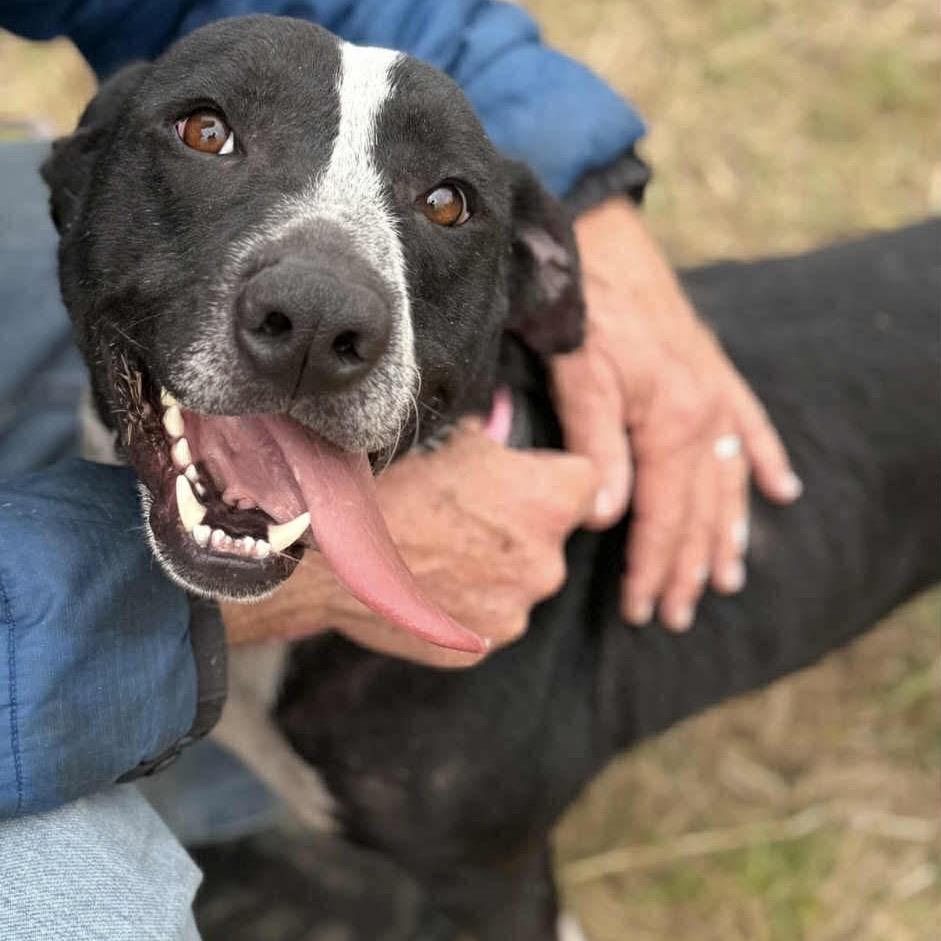 Enlarge Smokey, a Adoptable mixed breed in Caryville, TN image 3/5