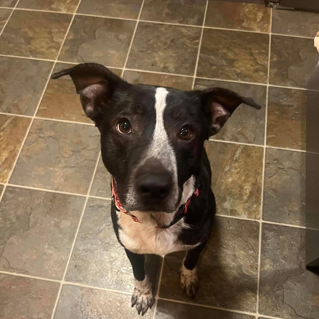 Enlarge Smokey, a Adoptable mixed breed in Caryville, TN image 4/5