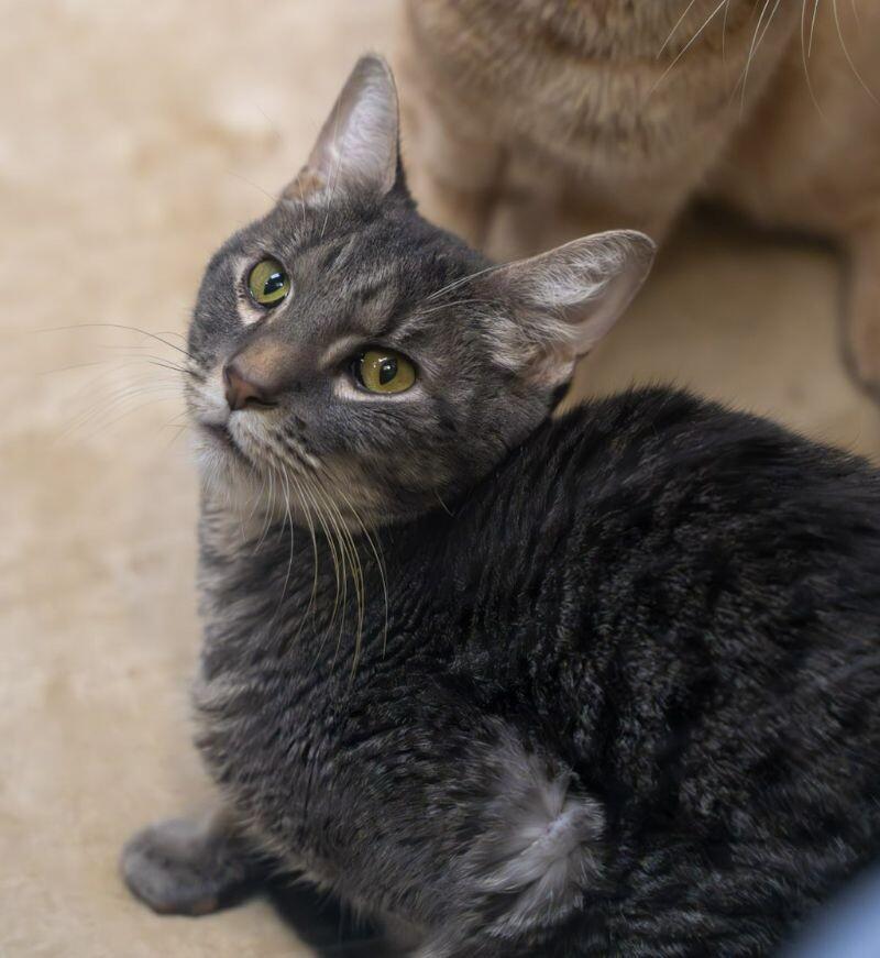 Enlarge Yukon, a Adoptable Domestic Short Hair in Arlington, WA image 1/6