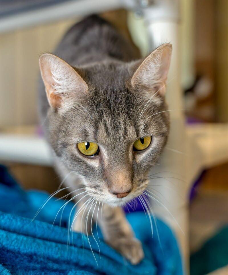 Enlarge Yukon, a Adoptable Domestic Short Hair in Arlington, WA image 2/6