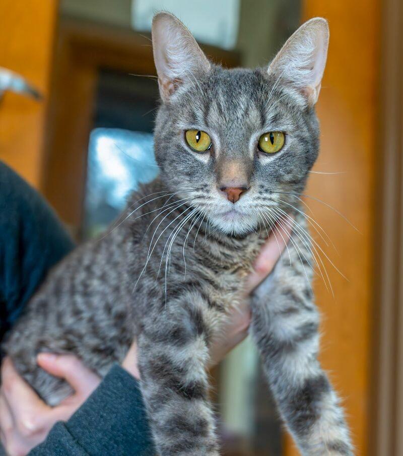 Enlarge Yukon, a Adoptable Domestic Short Hair in Arlington, WA image 3/6
