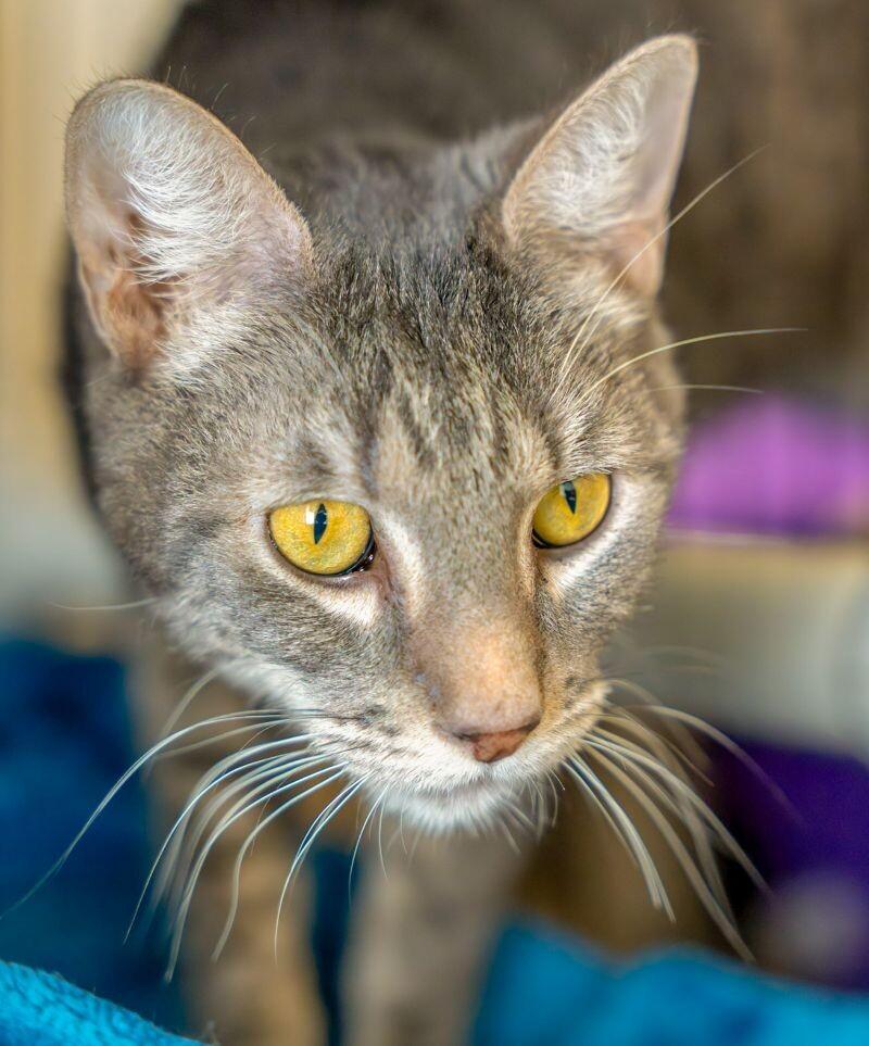 Enlarge Yukon, a Adoptable Domestic Short Hair in Arlington, WA image 4/6