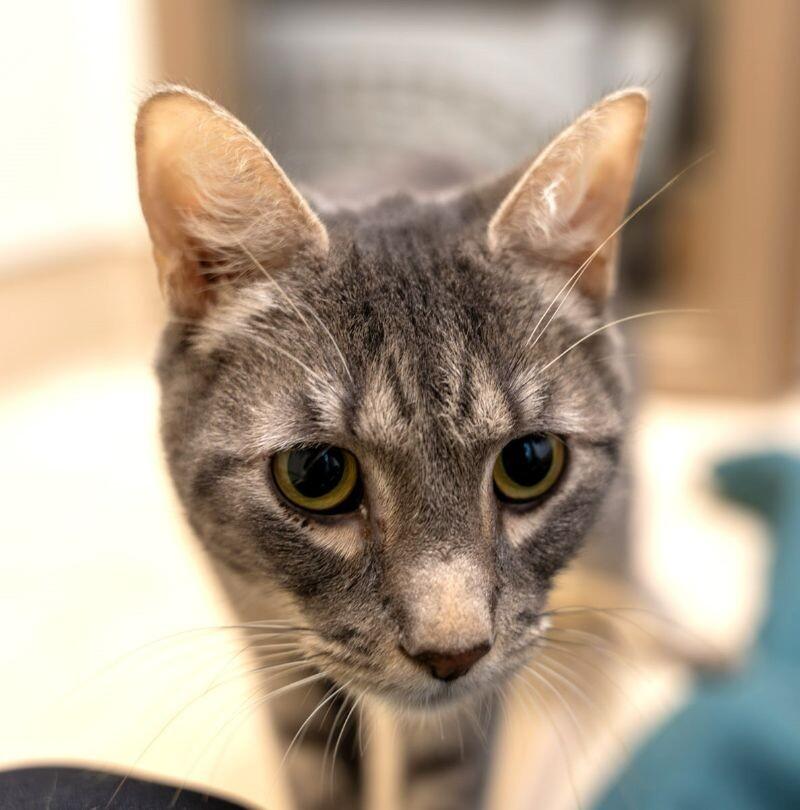 Enlarge Yukon, a Adoptable Domestic Short Hair in Arlington, WA image 5/6
