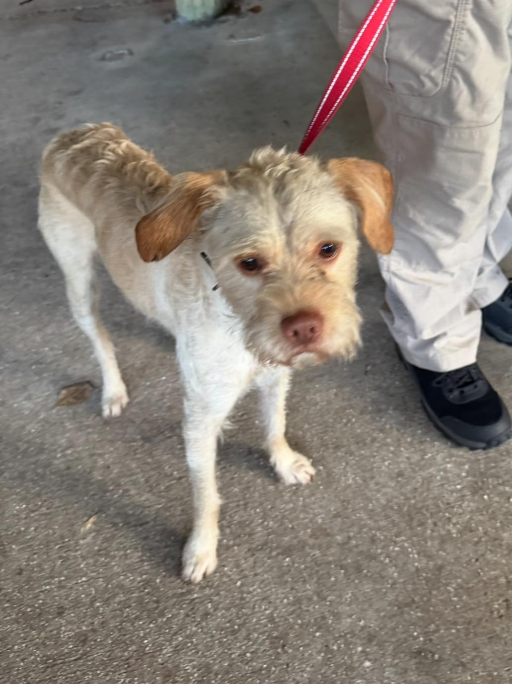 Scotty, adopted, Young Male Terrier.