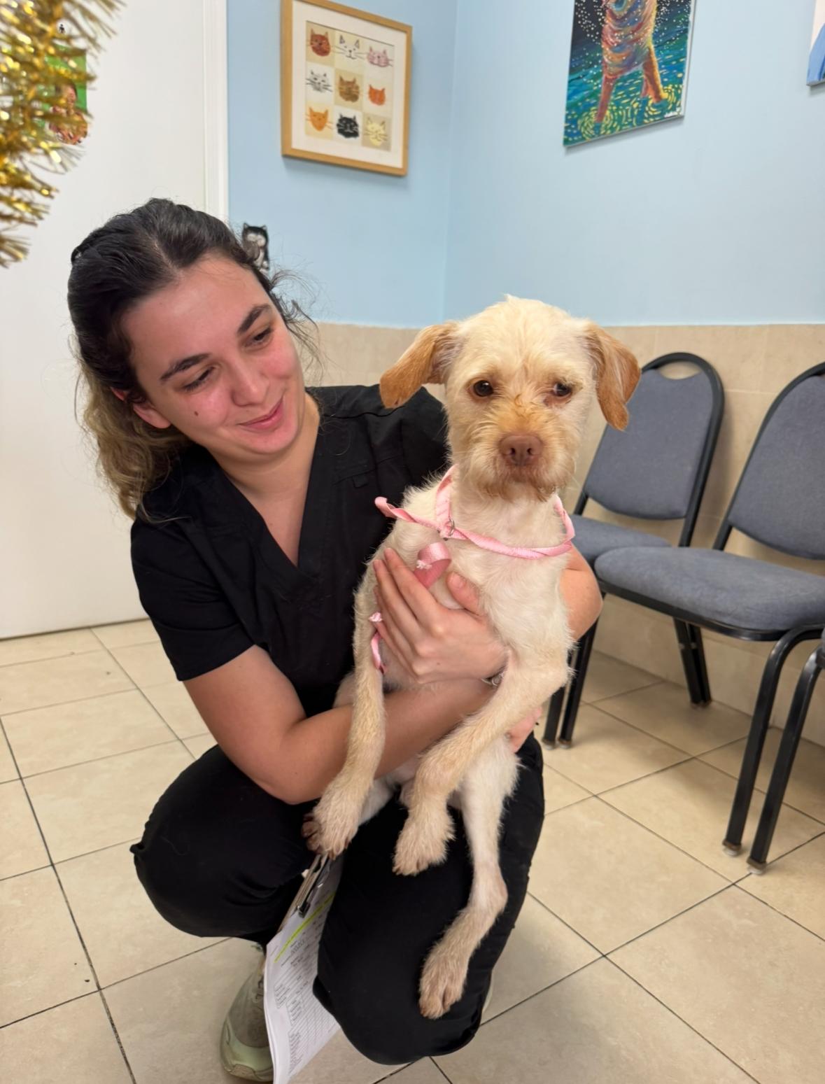 Enlarge Scotty, an adopted Terrier in Lake Worth, FL image 2/3