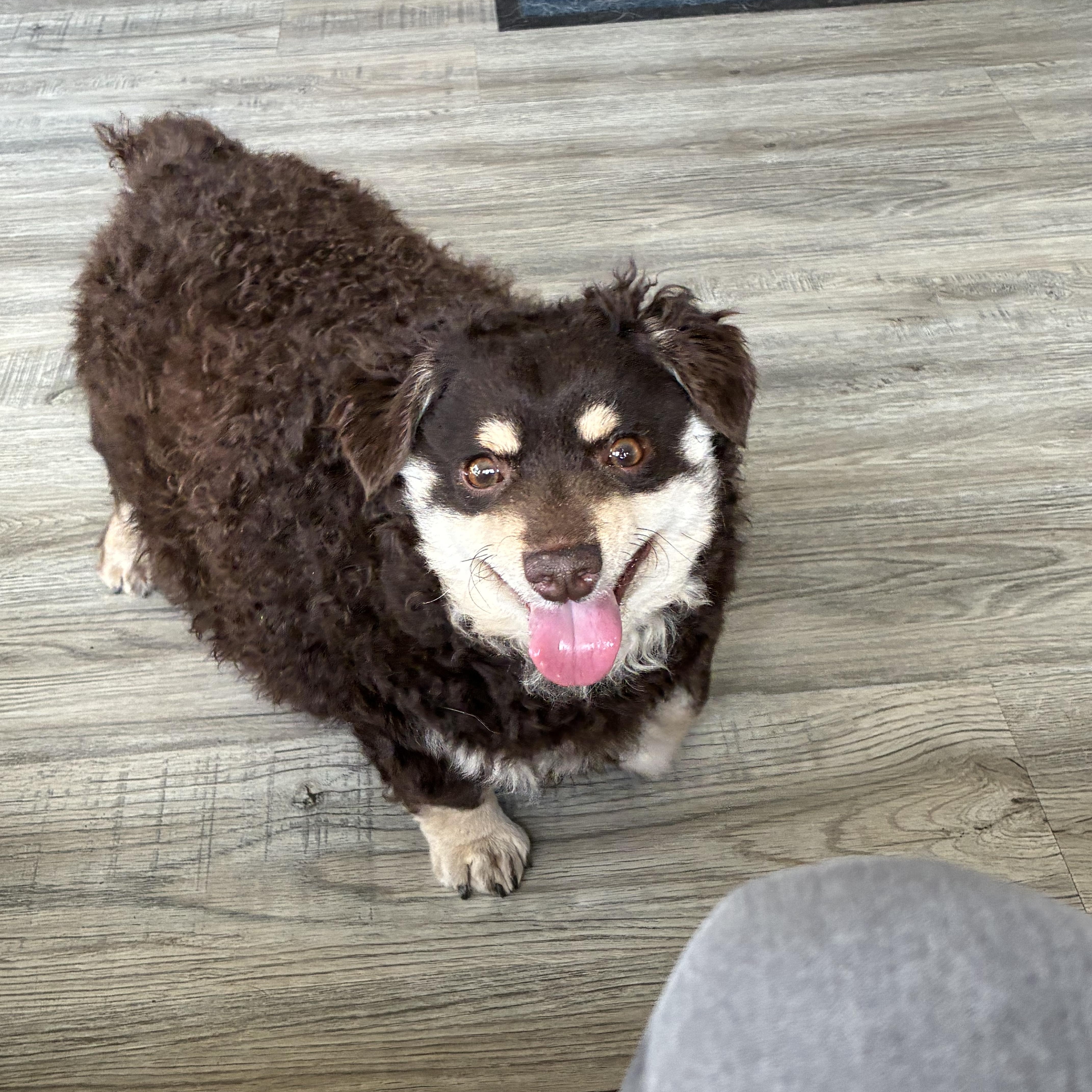 Enlarge Diggy, a Adoptable mixed breed in Toledo, OH image 2/2