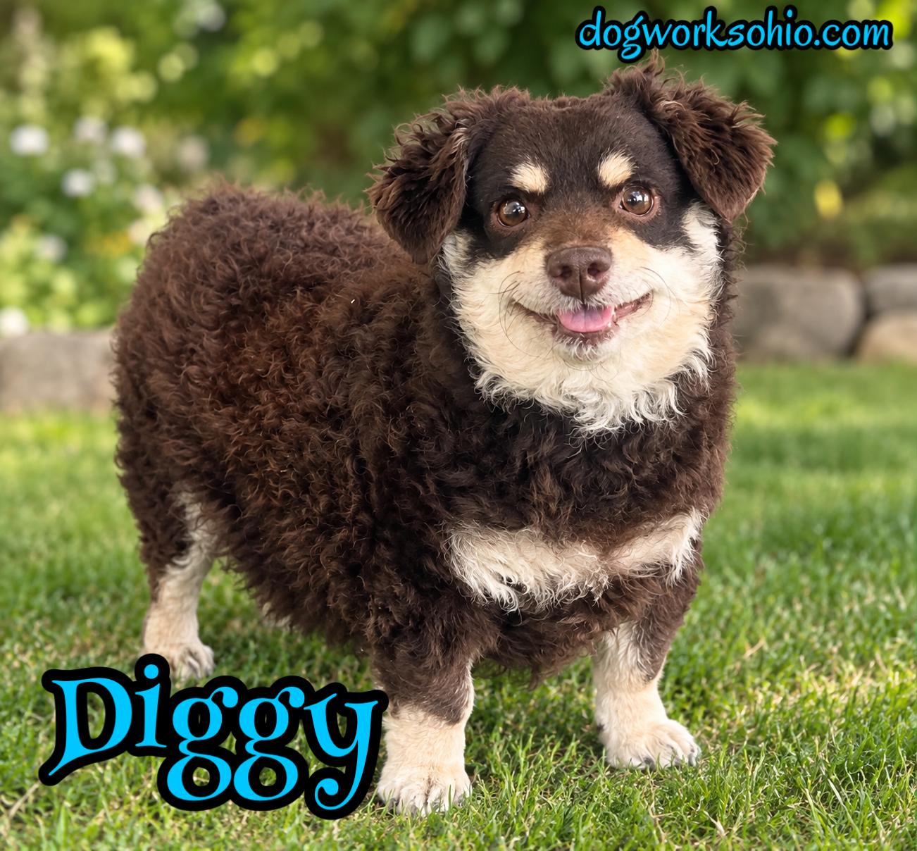 Diggy, Adoptable, Adult Male Miniature Poodle & Dachshund.