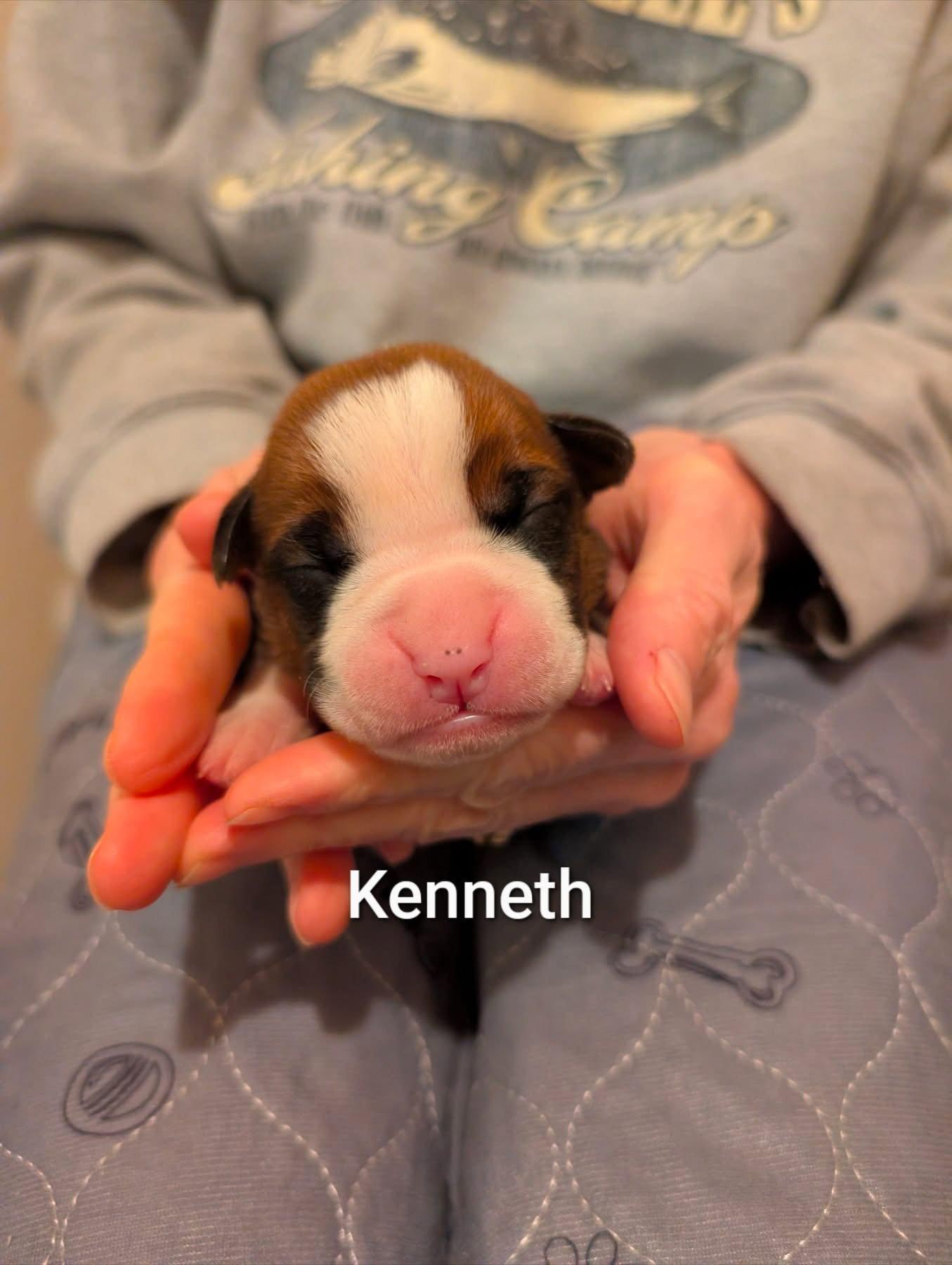Kenneth, Adopted, Puppy Male Boxer.