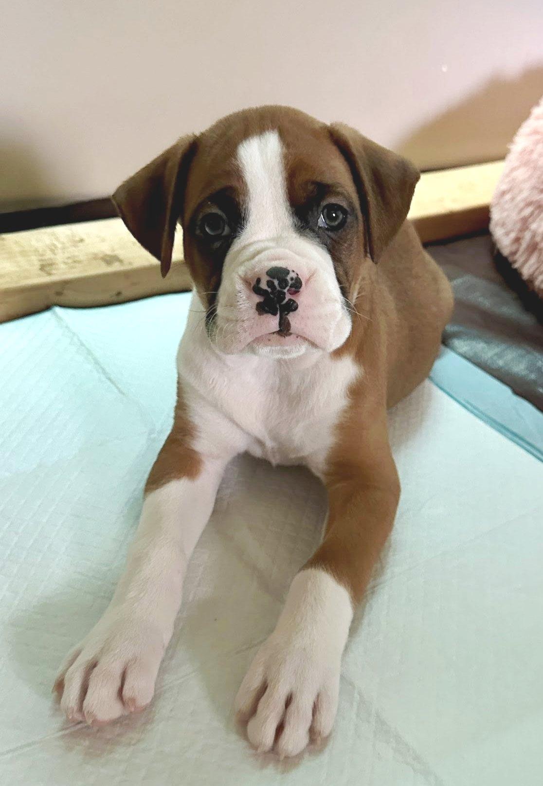 Enlarge Kenneth, a Adopted Boxer in Stanwood, WA image 2/2