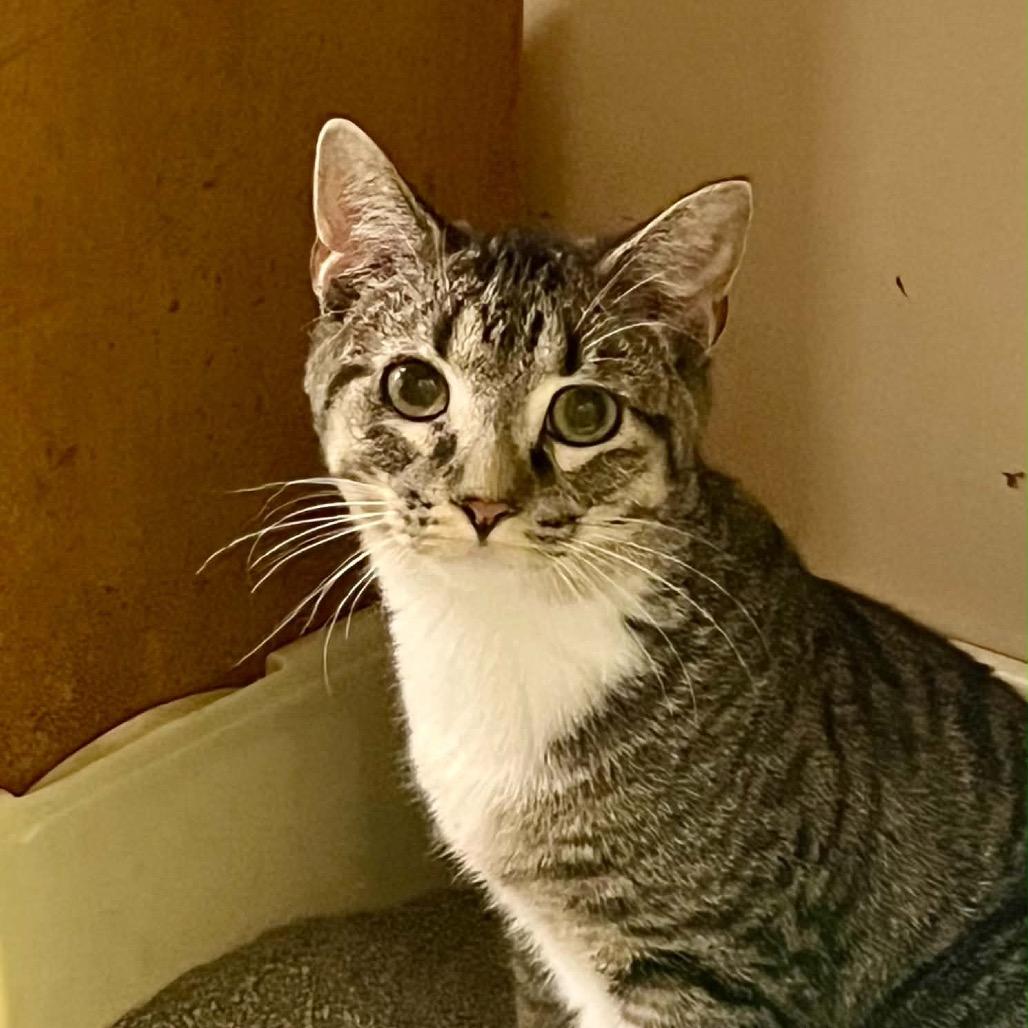 Crash, Adoptable, Kitten Male Domestic Short Hair.