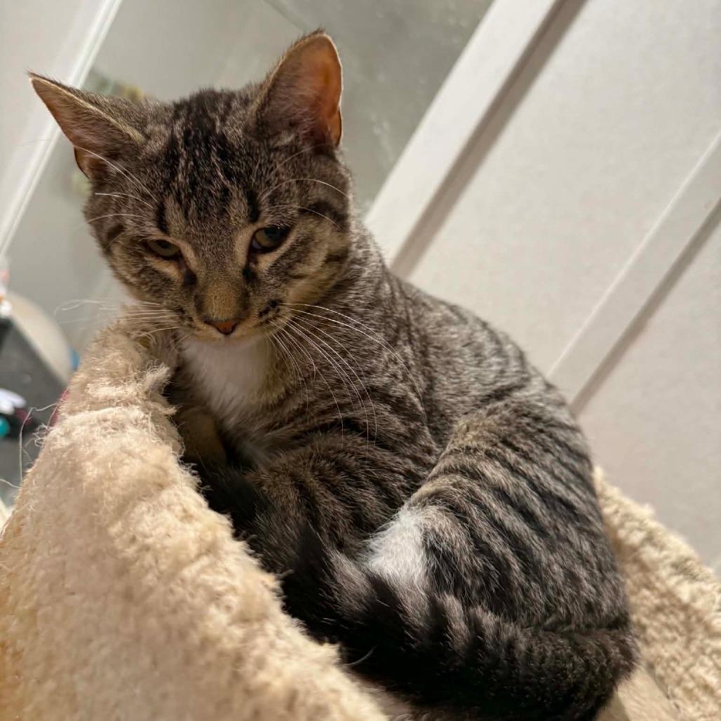 Enlarge Crash, a Adoptable Domestic Short Hair in Newcastle, OK image 1/4