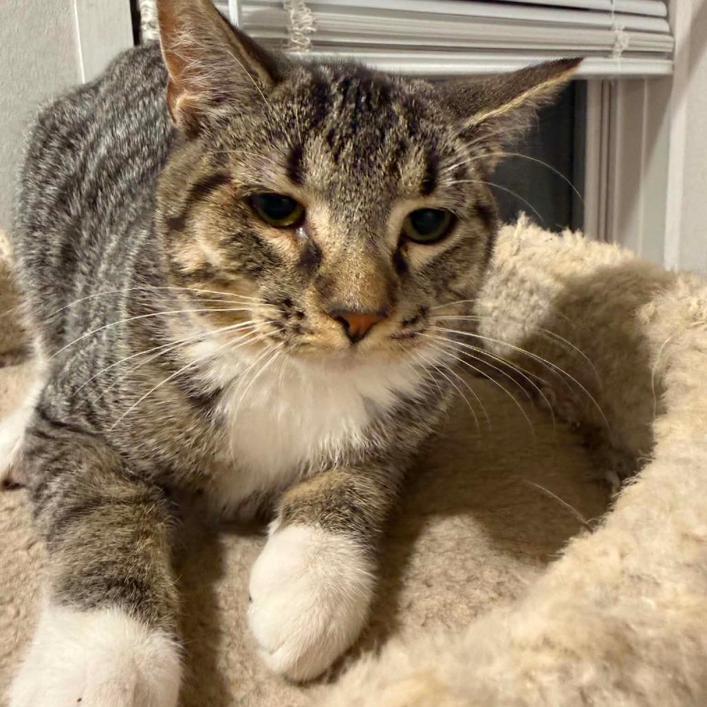 Enlarge Crash, a Adoptable Domestic Short Hair in Newcastle, OK image 2/4