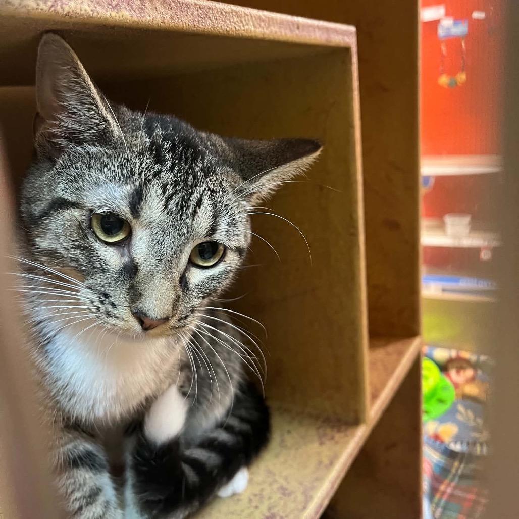 Enlarge Crash, a Adoptable Domestic Short Hair in Newcastle, OK image 4/6