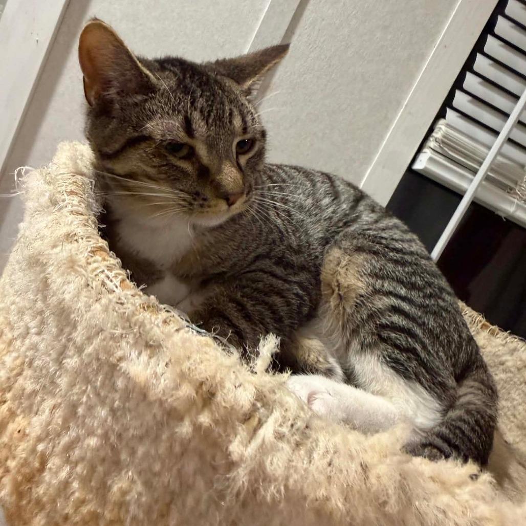 Enlarge Crash, a Adoptable Domestic Short Hair in Newcastle, OK image 3/4