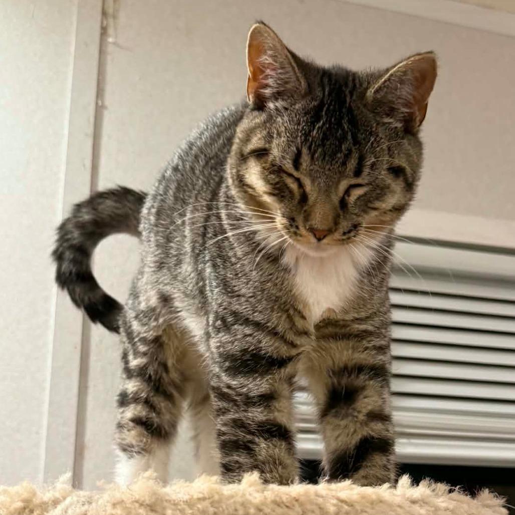Enlarge Crash, a Adoptable Domestic Short Hair in Newcastle, OK image 4/4