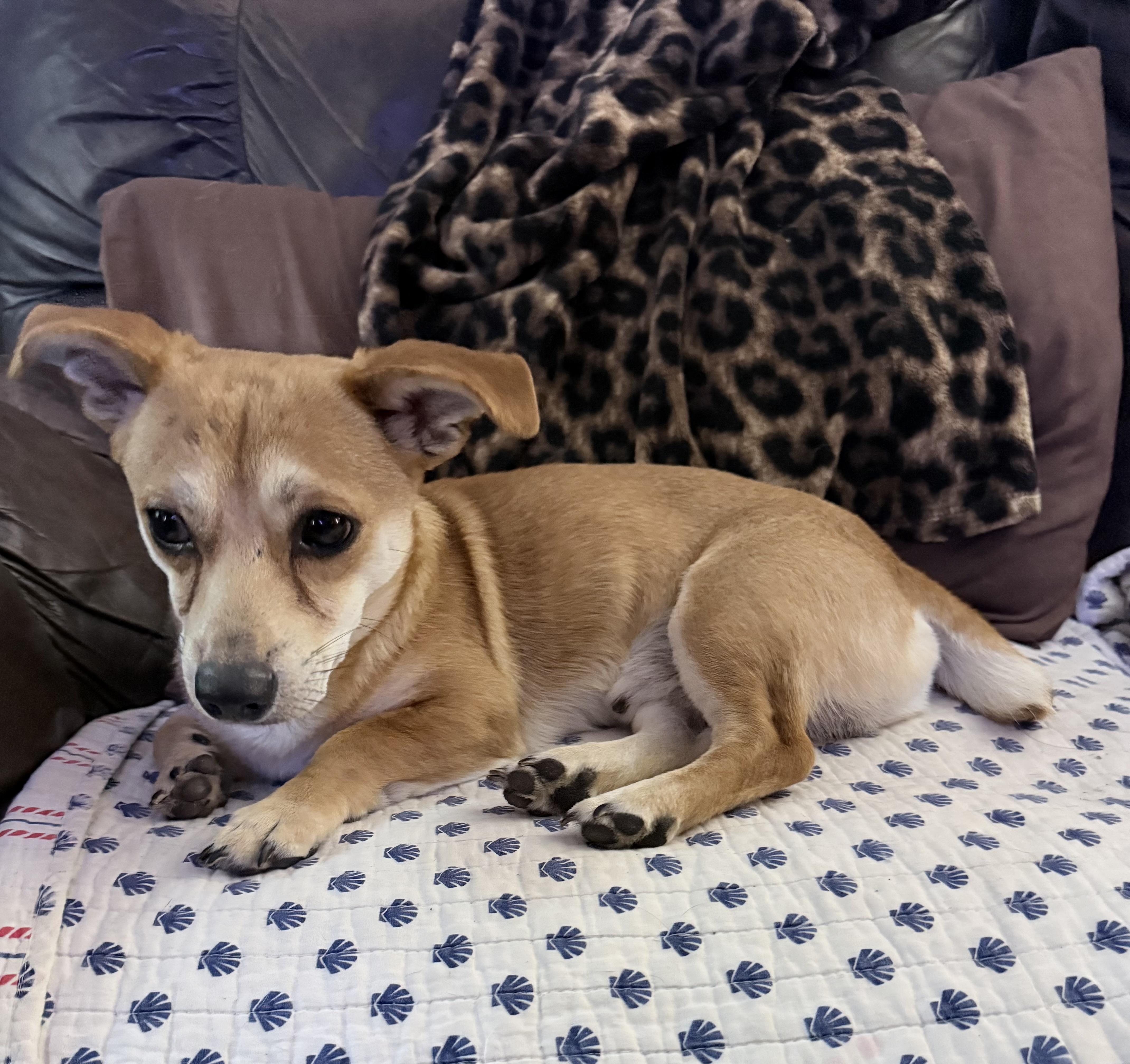 Enlarge Terry, an adopted mixed breed in Eau Claire, WI image 2/4