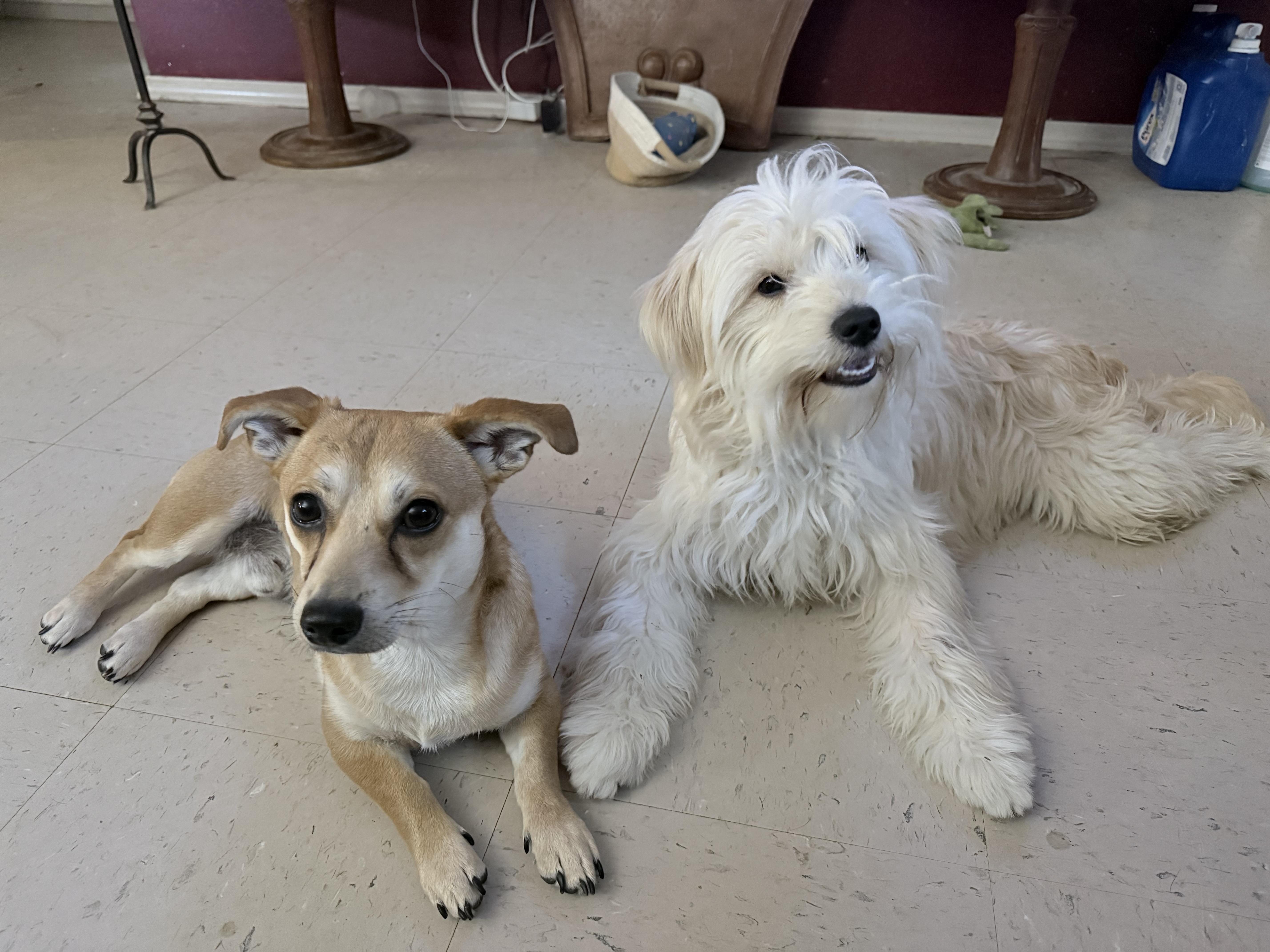 Enlarge Terry, an adopted mixed breed in Eau Claire, WI image 3/4