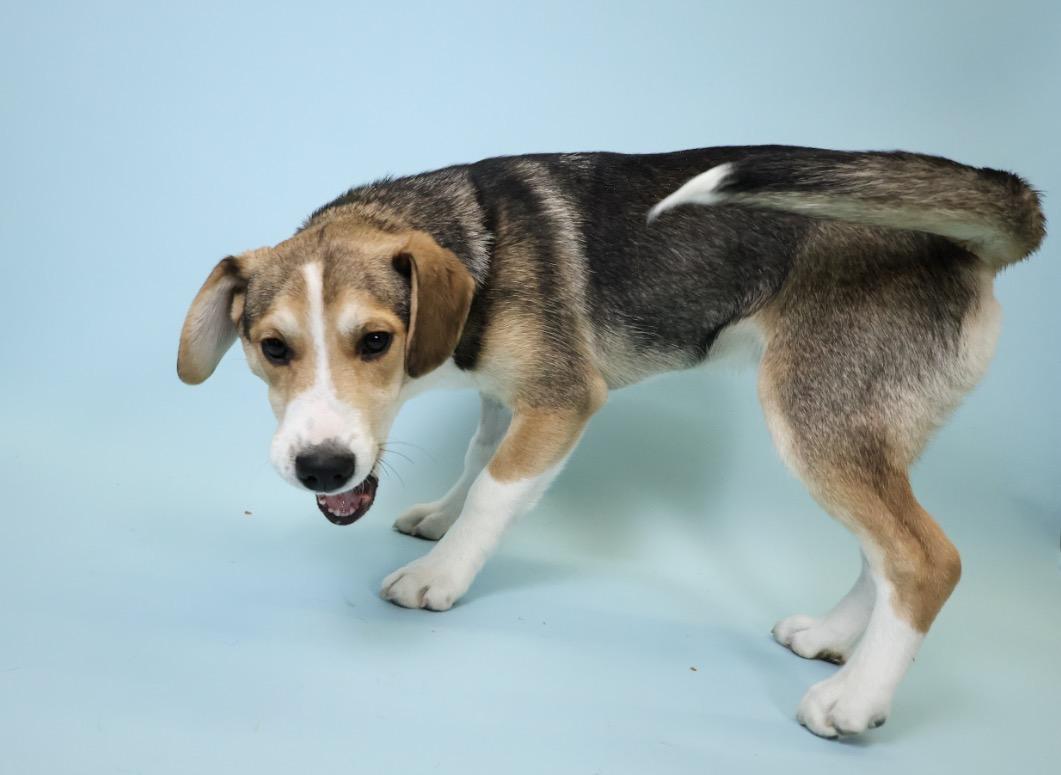 Tomahawk, a Adoptable mixed breed in Crossfield, AB image 1/5