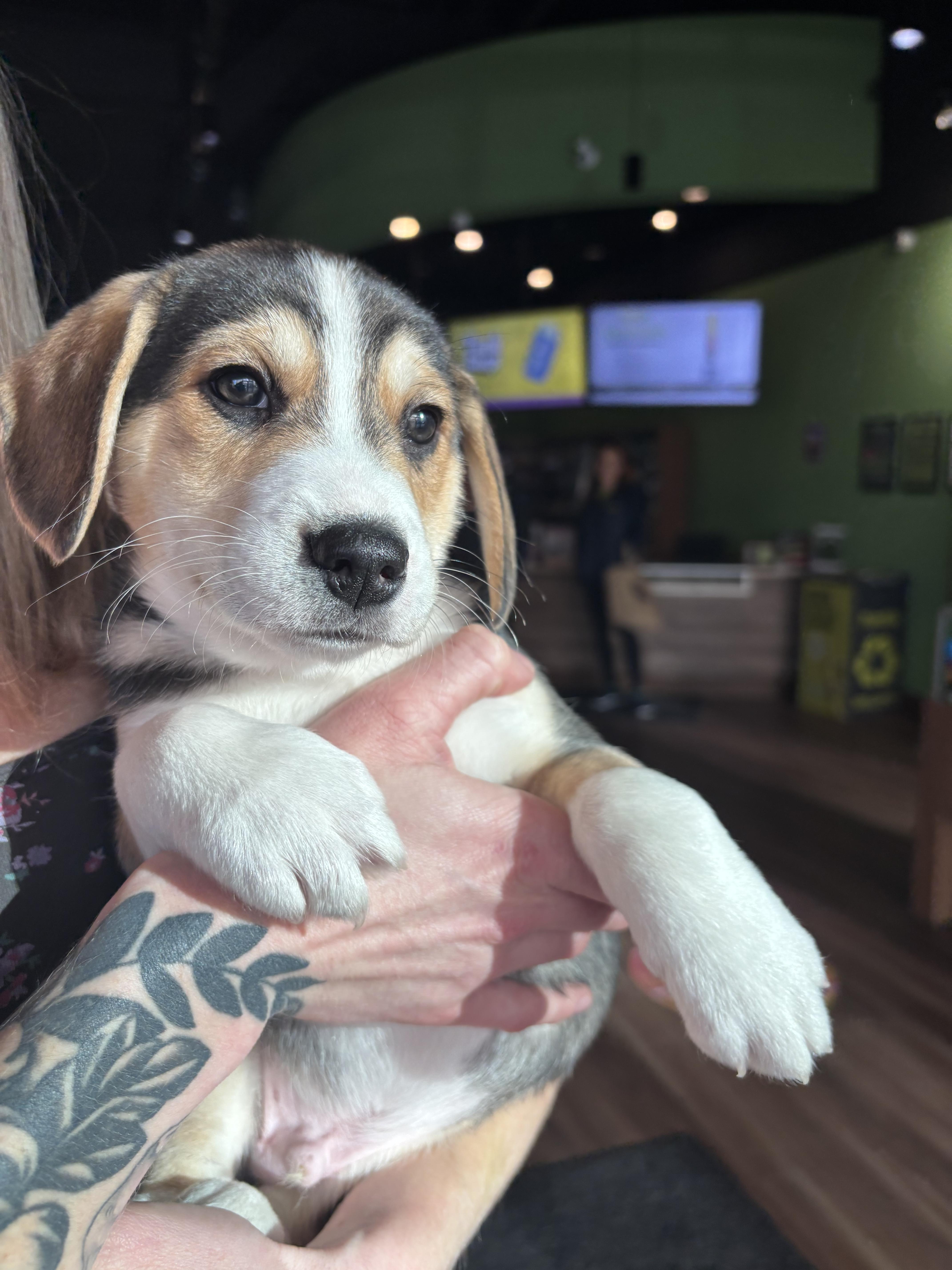 Tomahawk, a Adoptable mixed breed in Crossfield, AB image 3/5