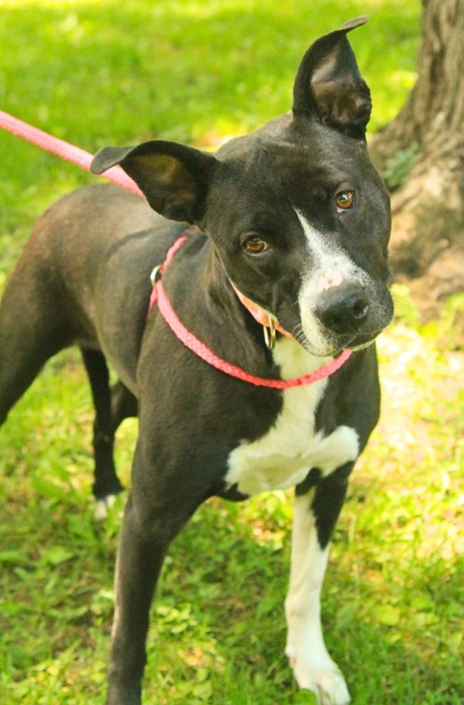 Millie, Adoptable, Adult Female Mixed Breed & Retriever.