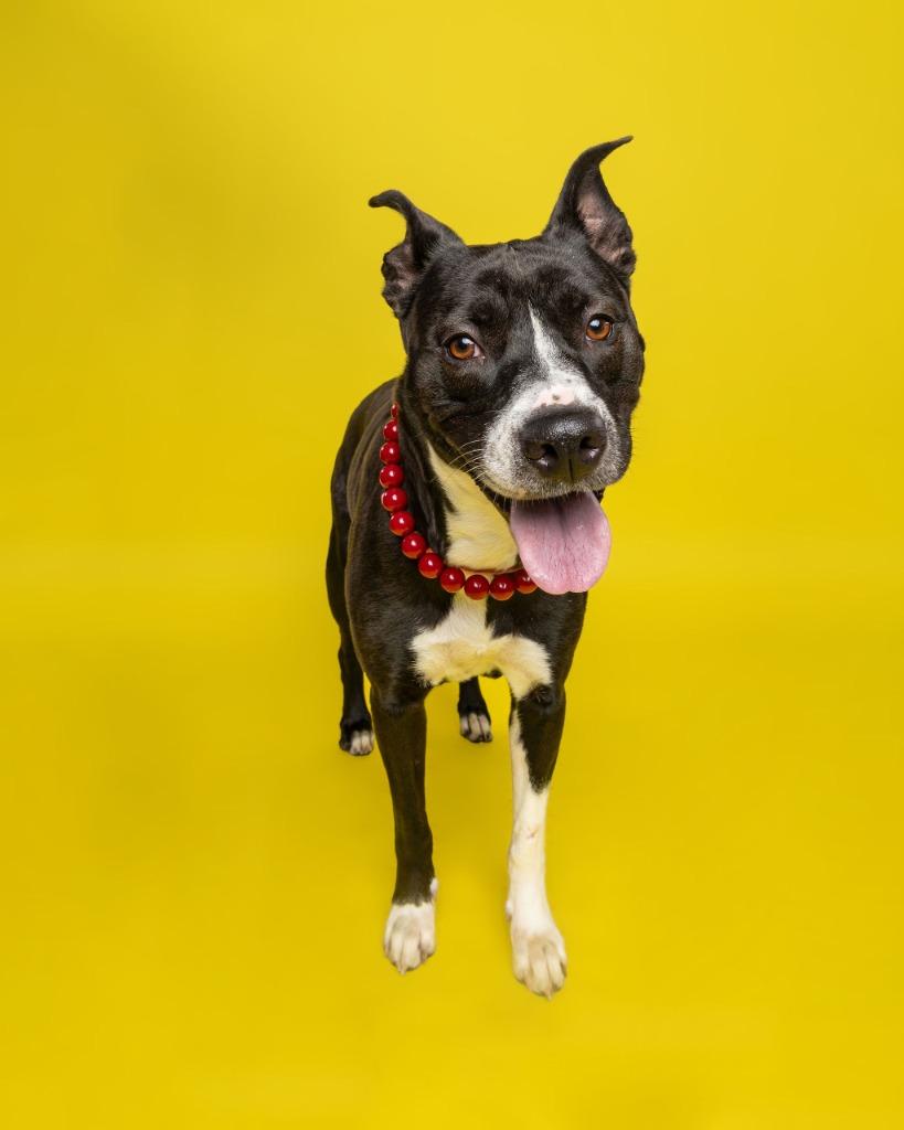 Enlarge Millie, a Adoptable mixed breed in Utica, MI image 2/6