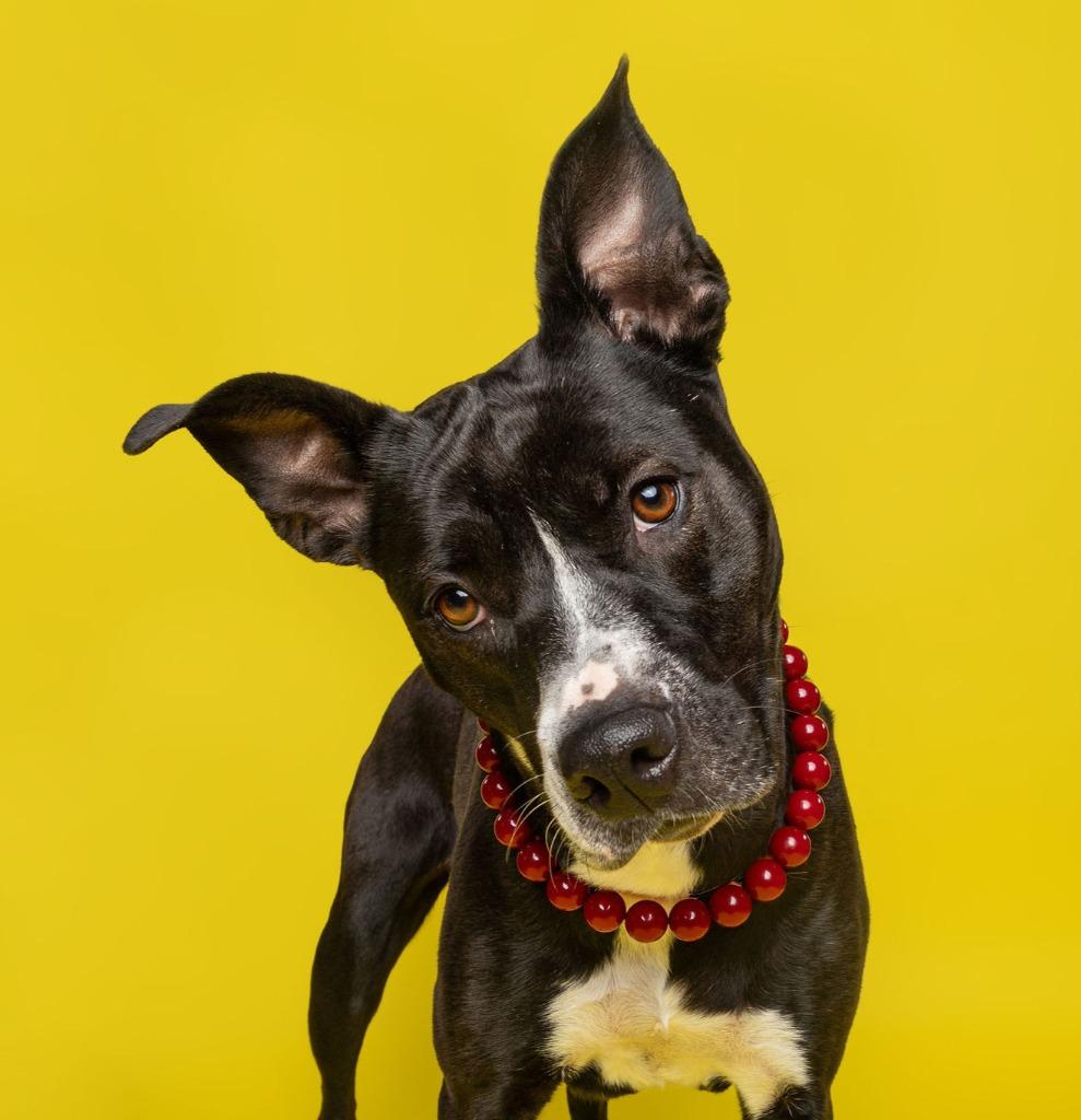 Enlarge Millie, a Adoptable mixed breed in Utica, MI image 3/6