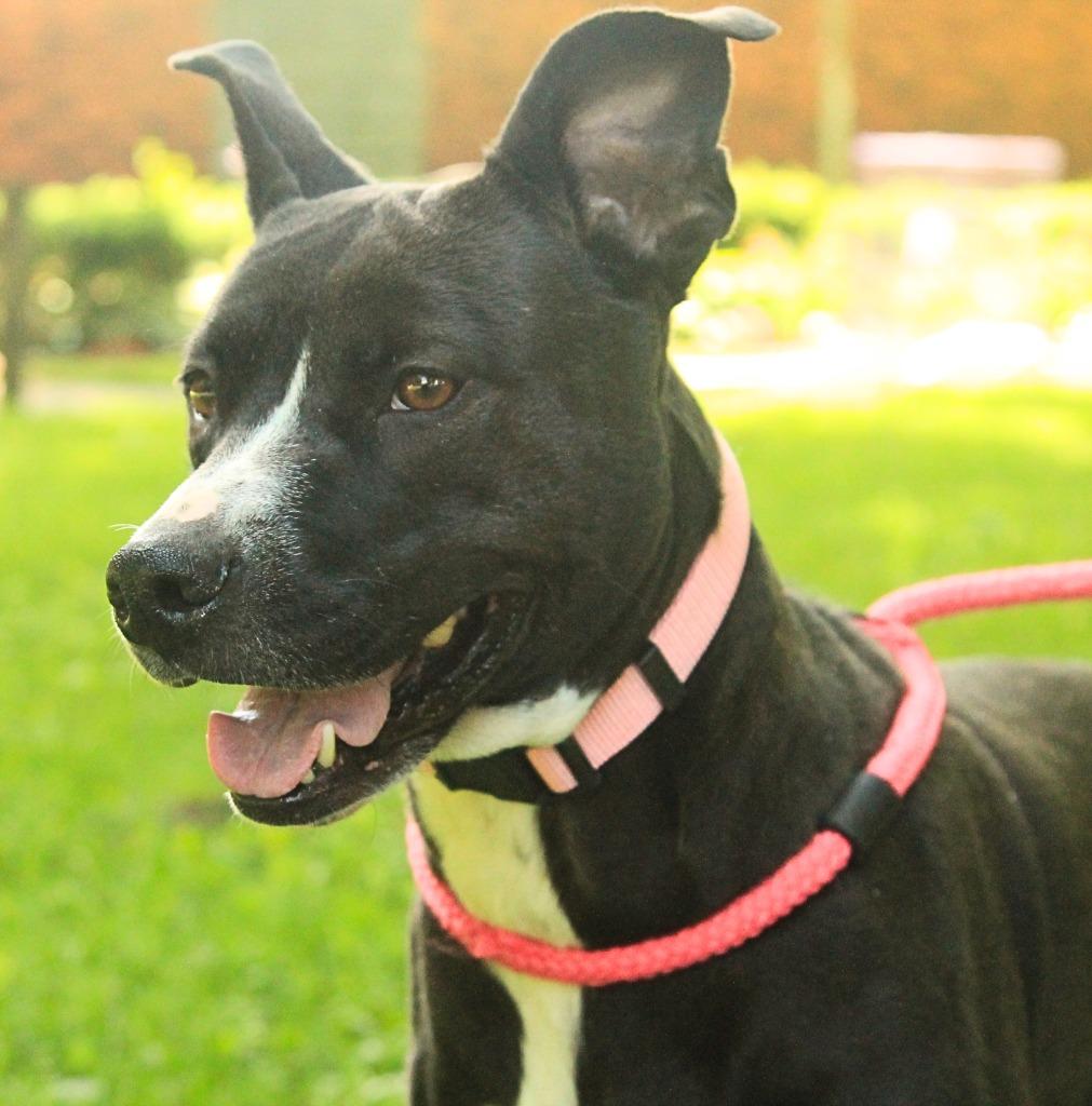Enlarge Millie, a Adoptable mixed breed in Utica, MI image 4/6
