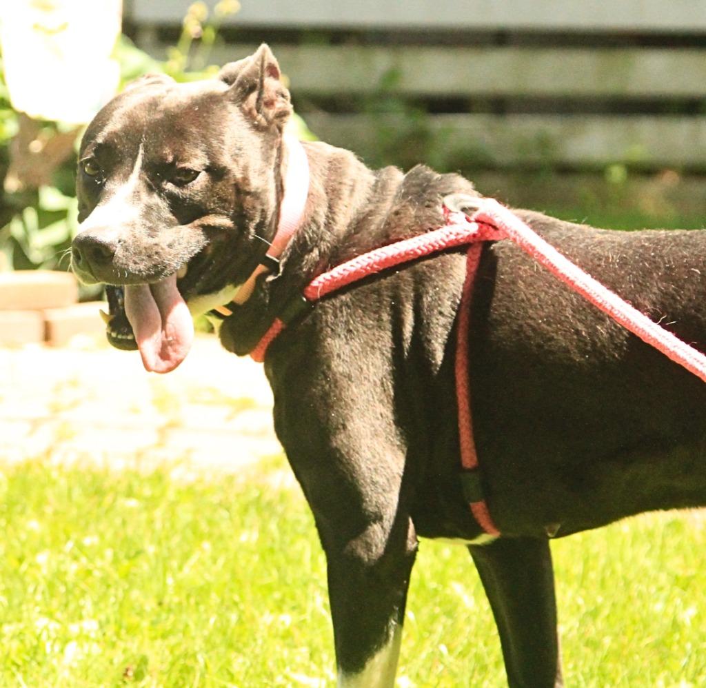 Enlarge Millie, a Adoptable mixed breed in Utica, MI image 5/6