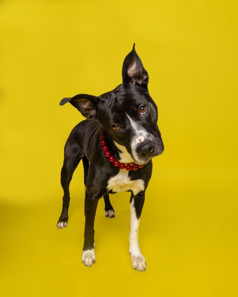 Enlarge Millie, a Adoptable mixed breed in Utica, MI image 6/6