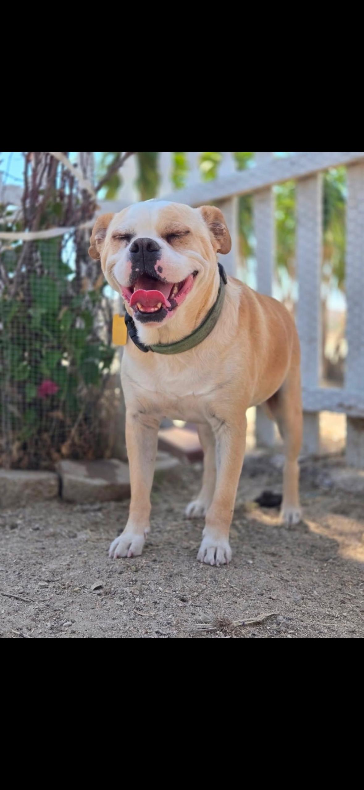 Meatball, ADOPTABLE, Adult Male English Bulldog.