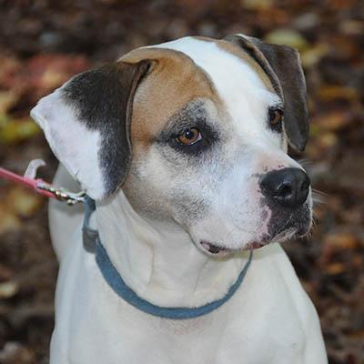 Bailey, a Adoptable mixed breed in Lexington, SC image 6/6