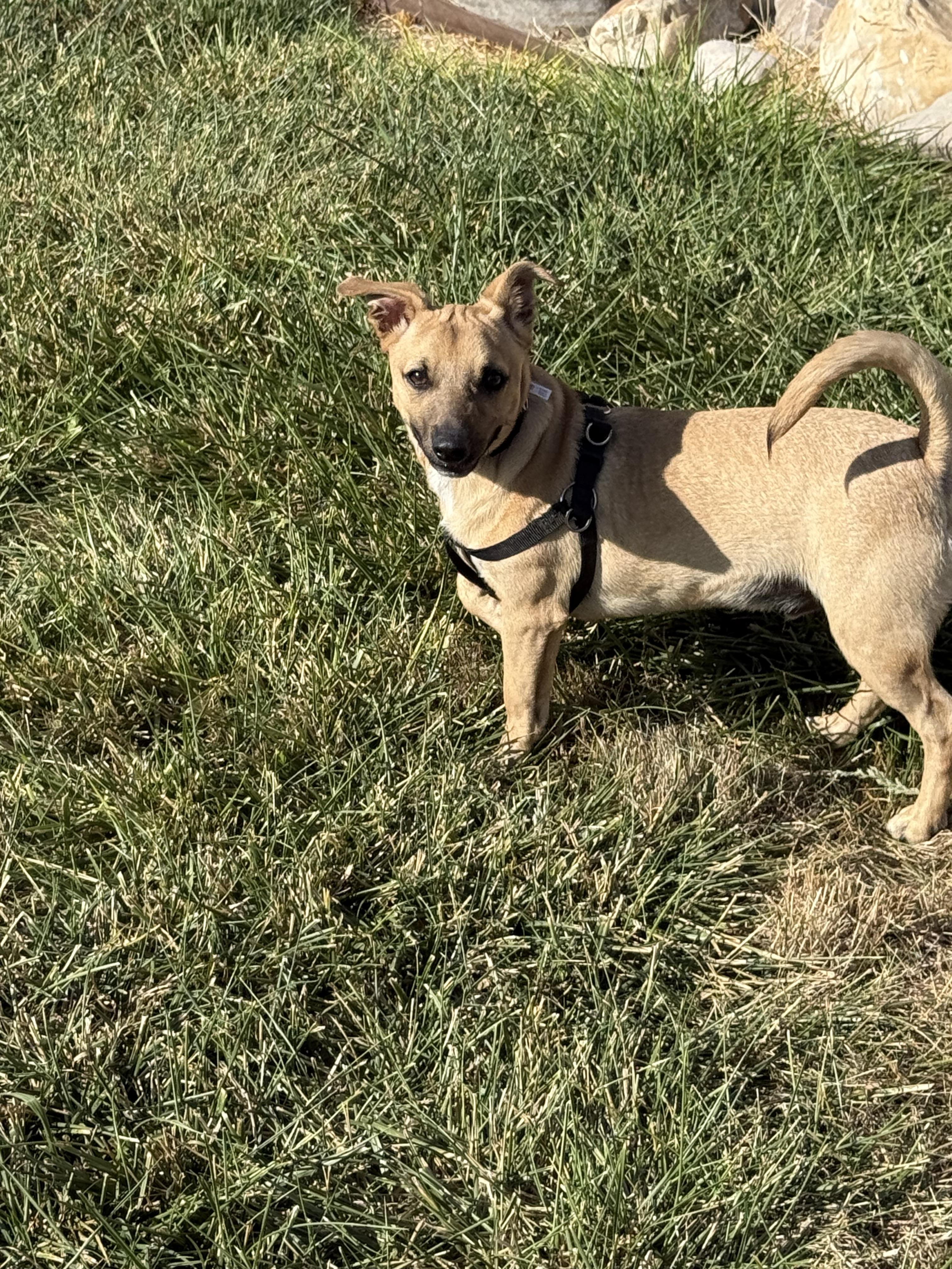 Walter, Adoptable, Puppy Male Chiweenie & Dachshund.