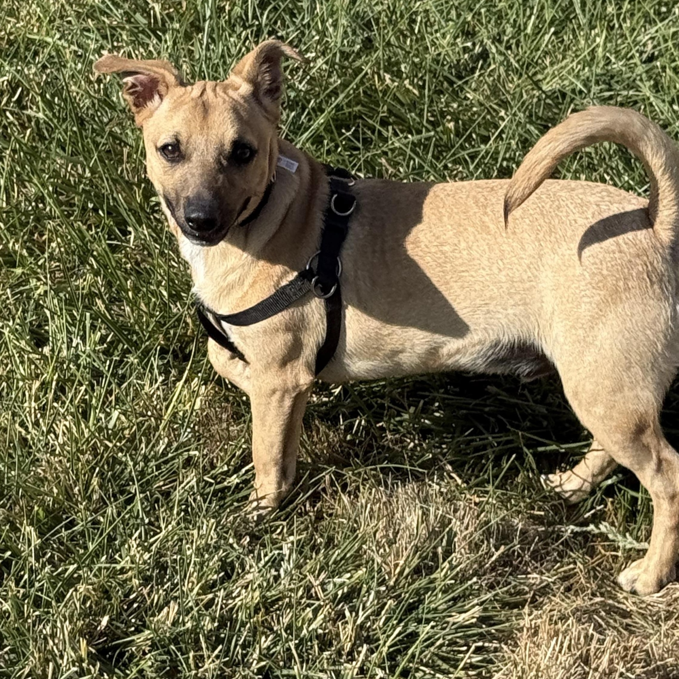 Walter, a Adoptable mixed breed in West Valley, UT image 1/3