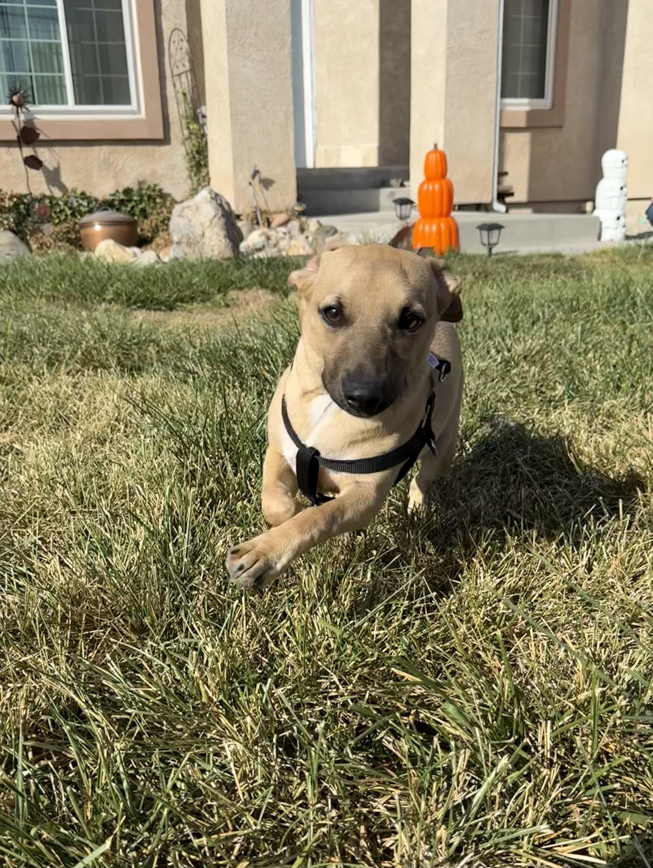 Walter, a Adoptable mixed breed in West Valley, UT image 2/3
