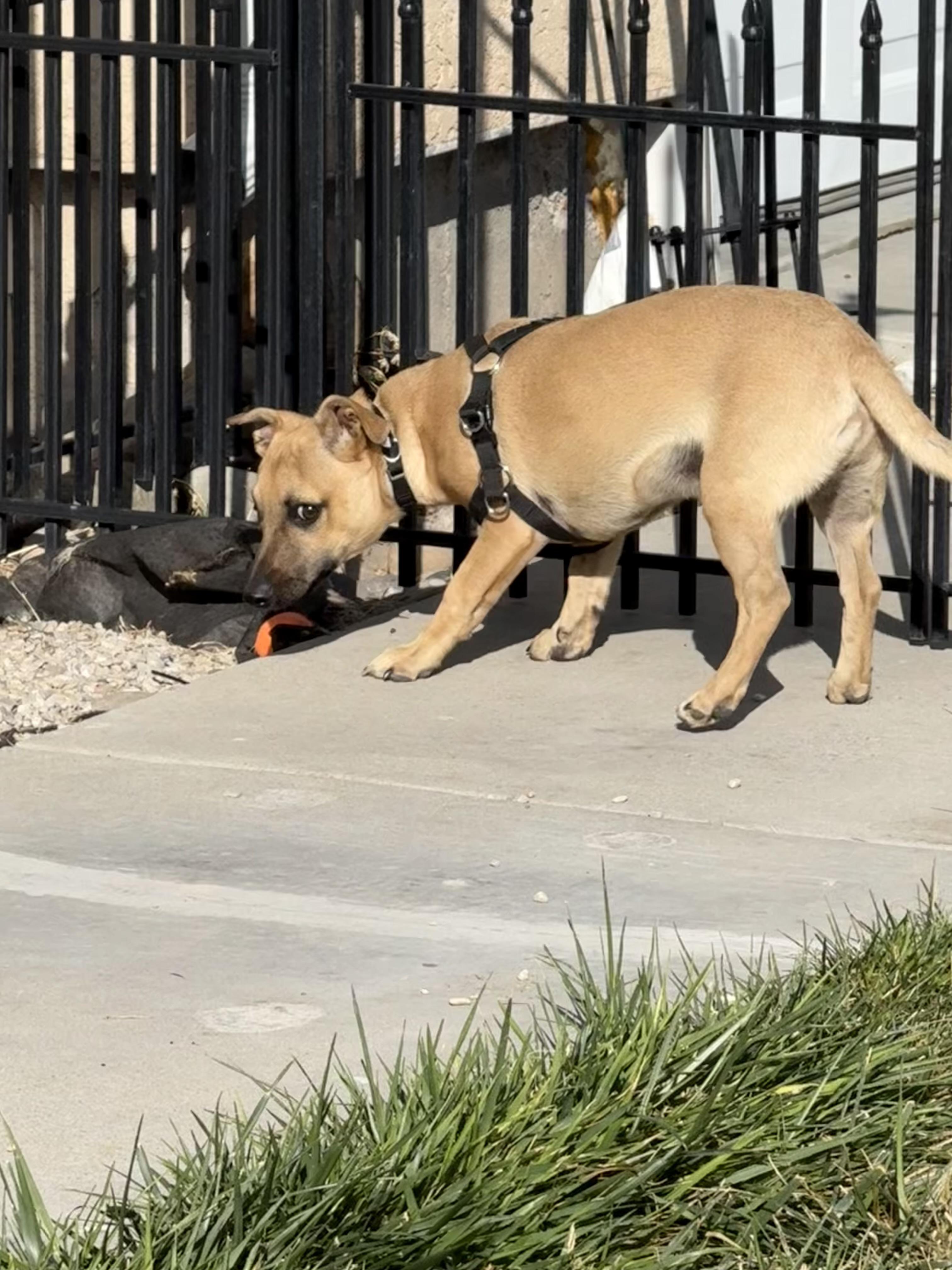 Walter, a Adoptable mixed breed in West Valley, UT image 3/3