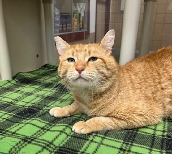 Enlarge MAC, a Adoptable Domestic Short Hair in Springfield, MA image 1/1