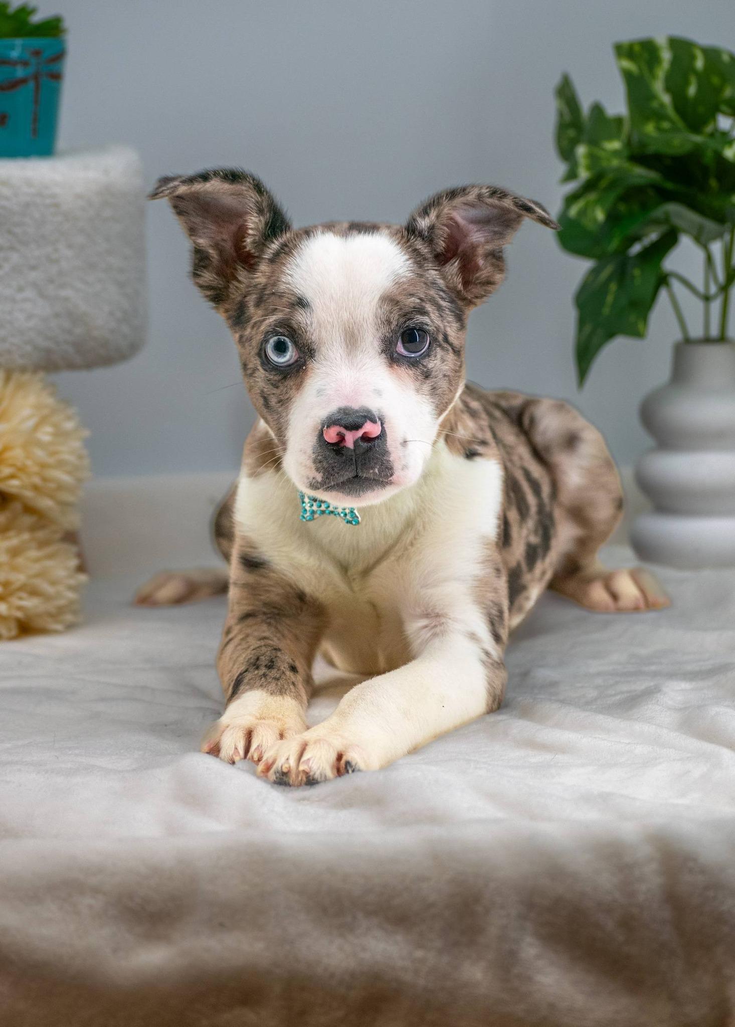 Enlarge Neela, an adopted mixed breed in Sevierville, TN image 2/4