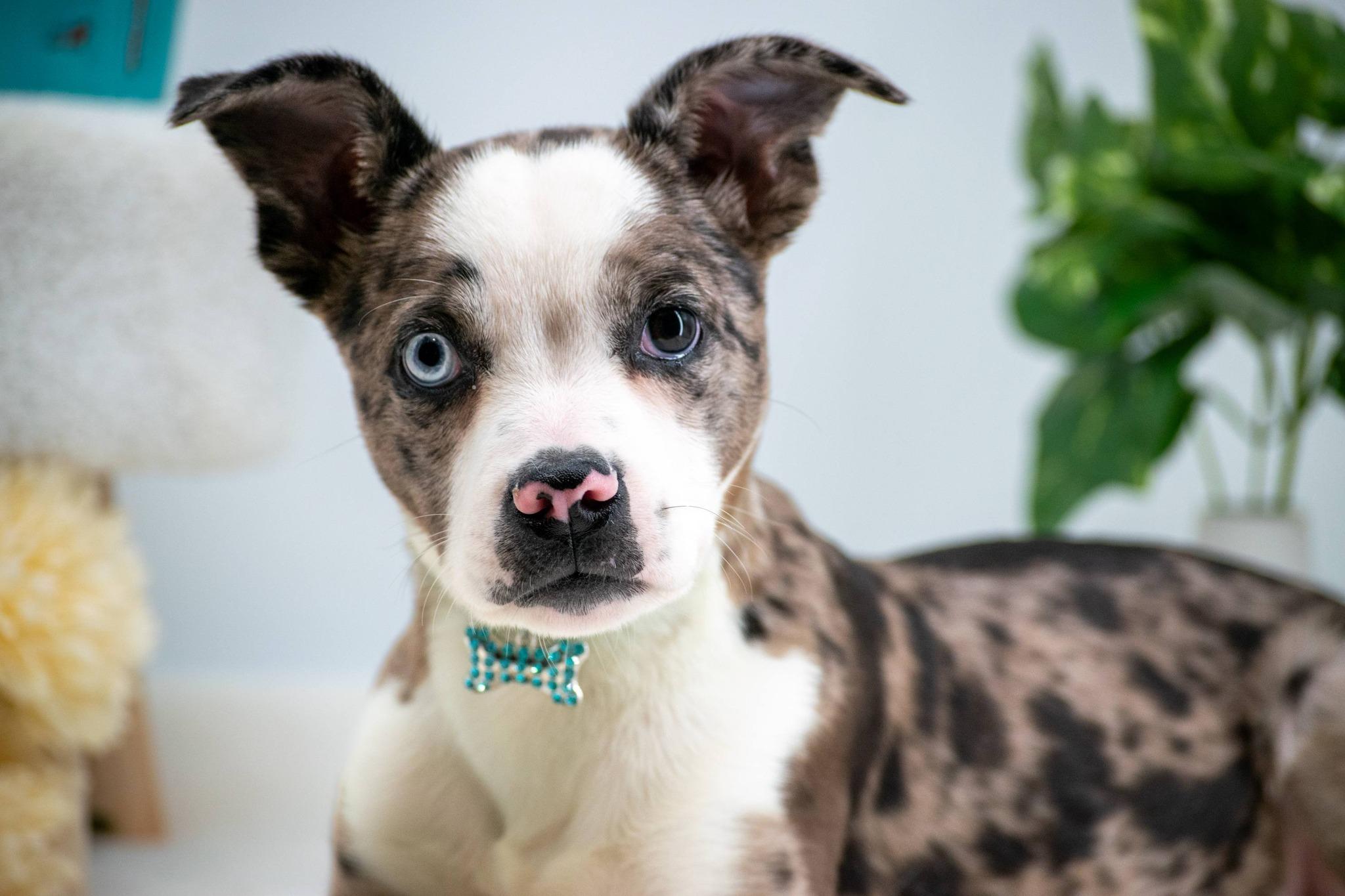 Enlarge Neela, an adopted mixed breed in Sevierville, TN image 3/4