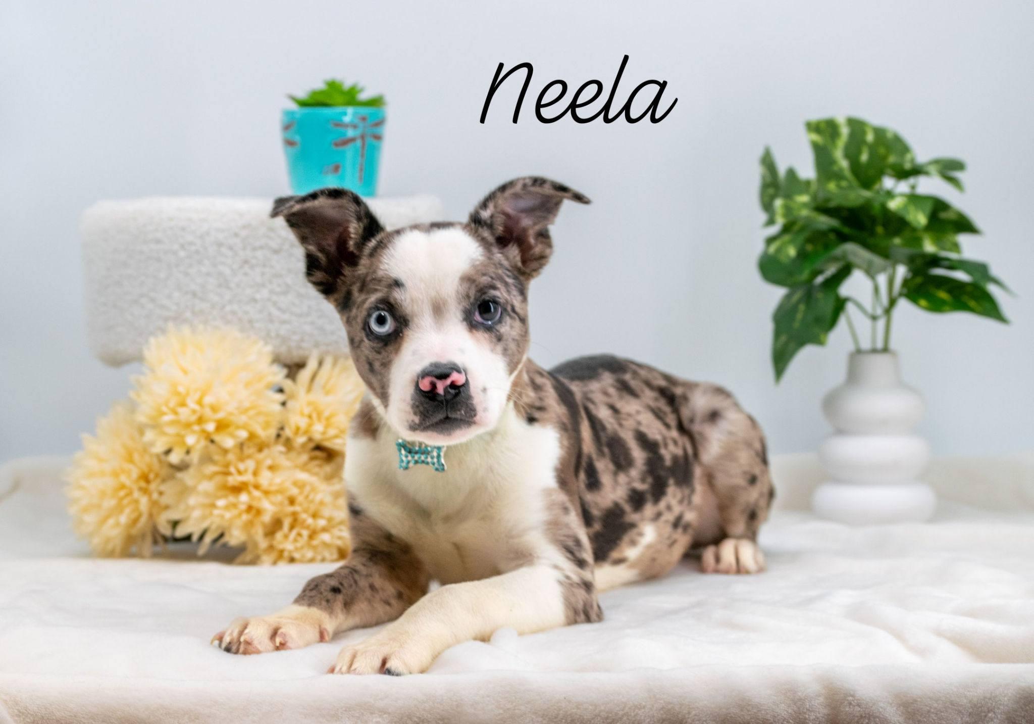 Neela, adopted, Puppy Female Australian Shepherd & Boston Terrier.
