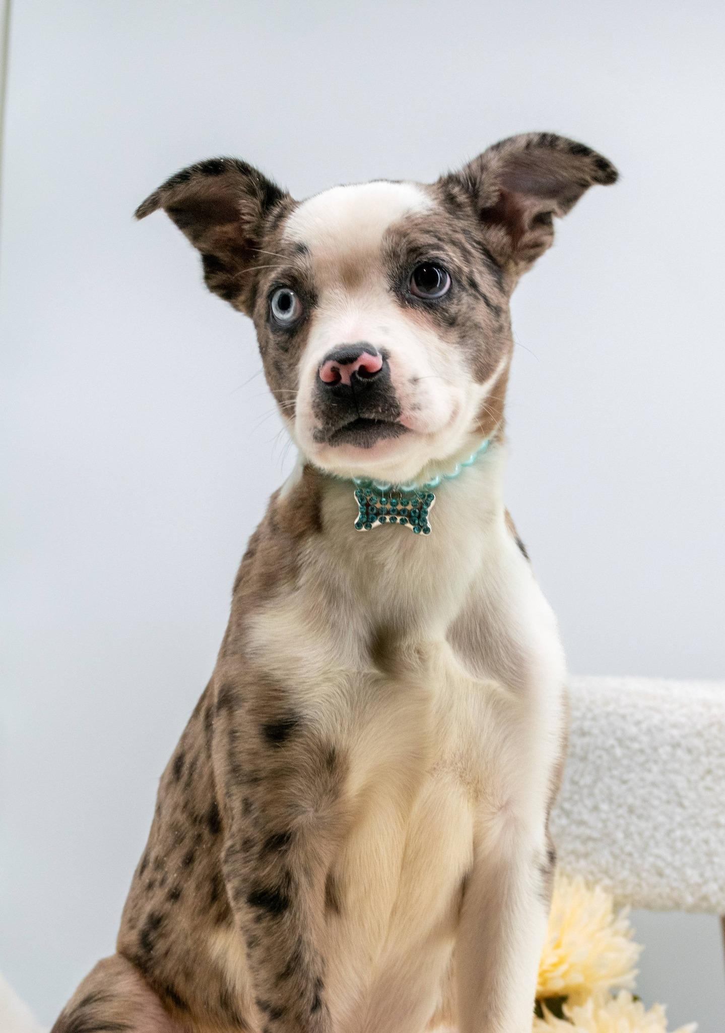 Enlarge Neela, an adopted mixed breed in Sevierville, TN image 4/4