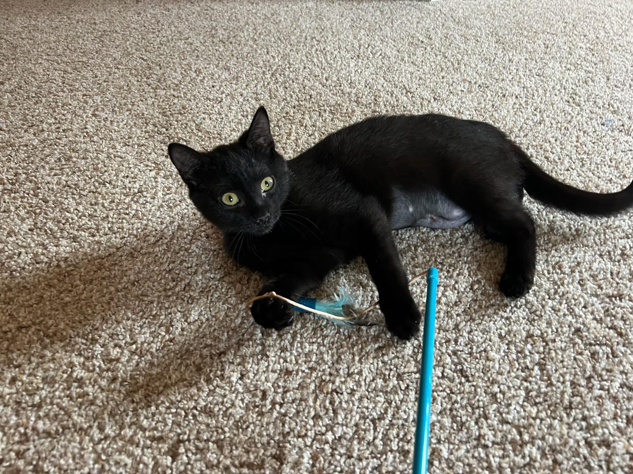 Iris, Adoptable, Kitten Female Domestic Short Hair.